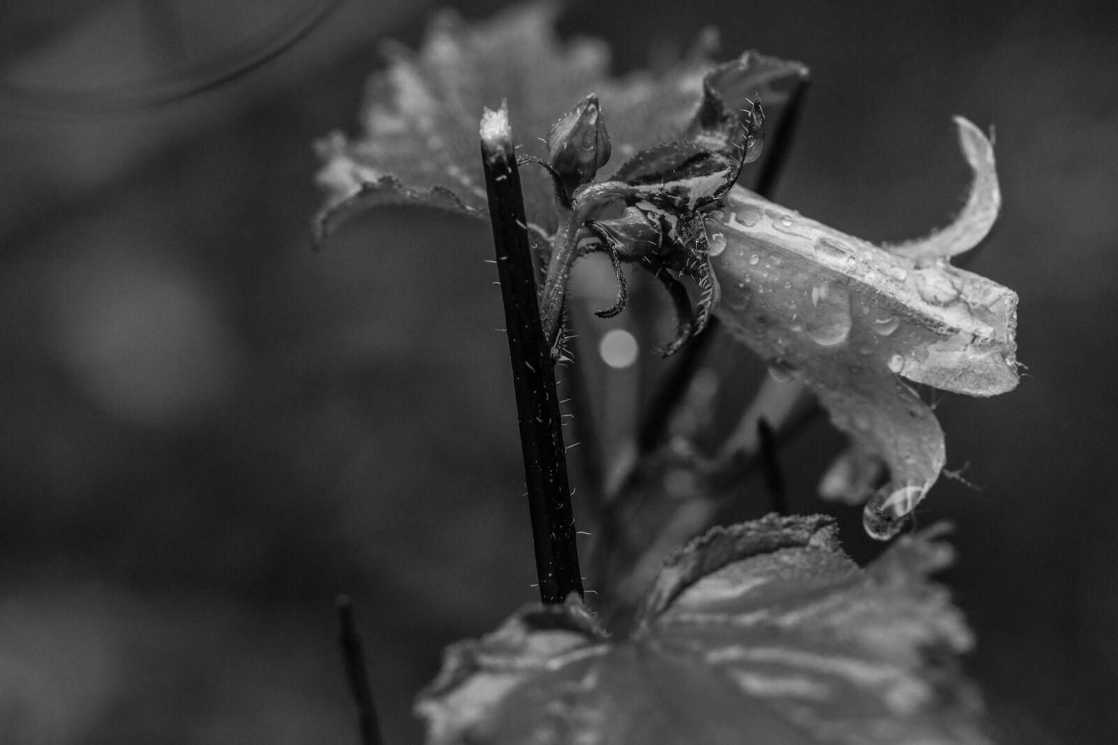 Canon EOS 7D Mark II sample photo. Bluebell, raindrop, wild flower photography