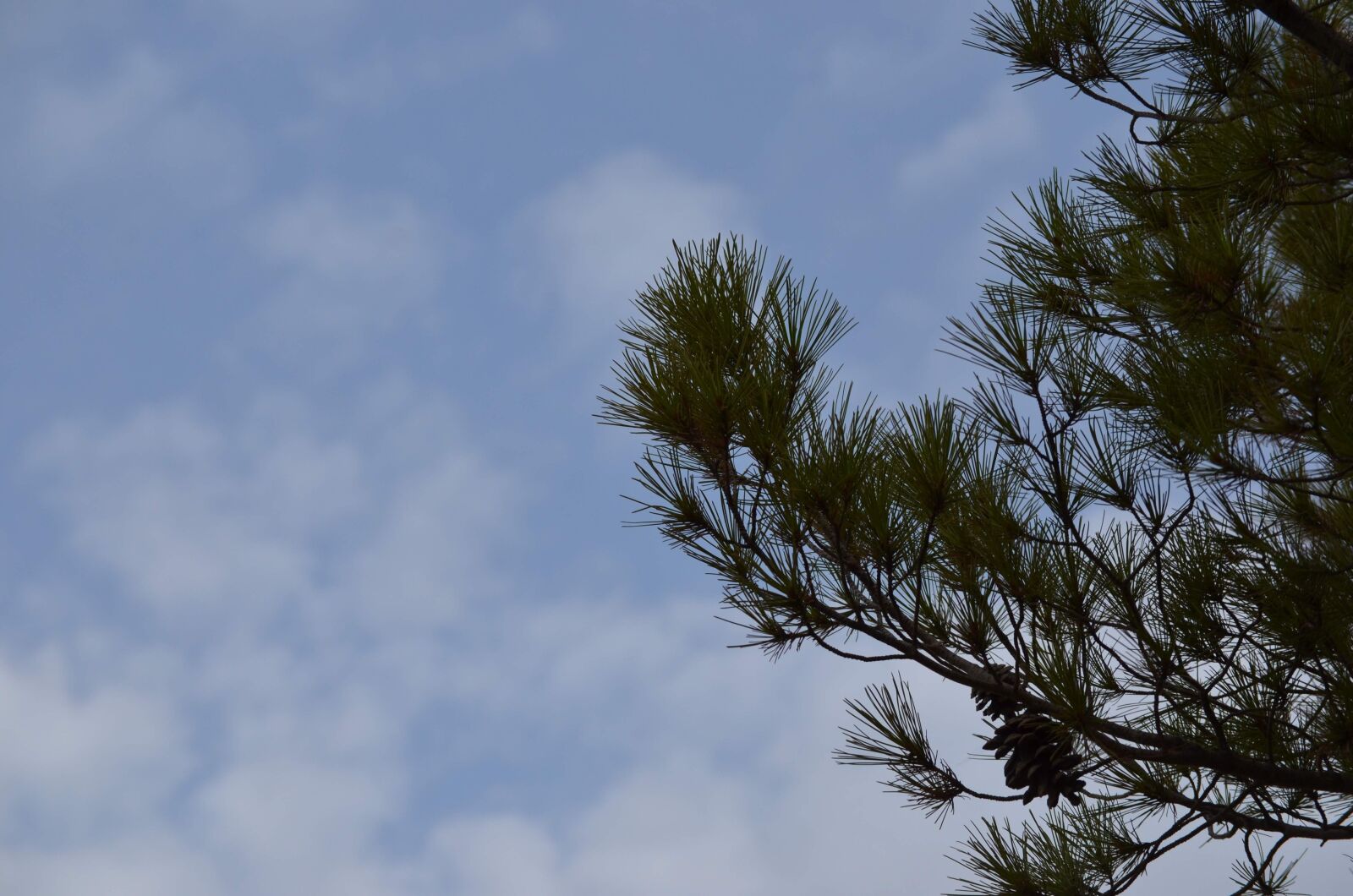 Nikon D7000 sample photo