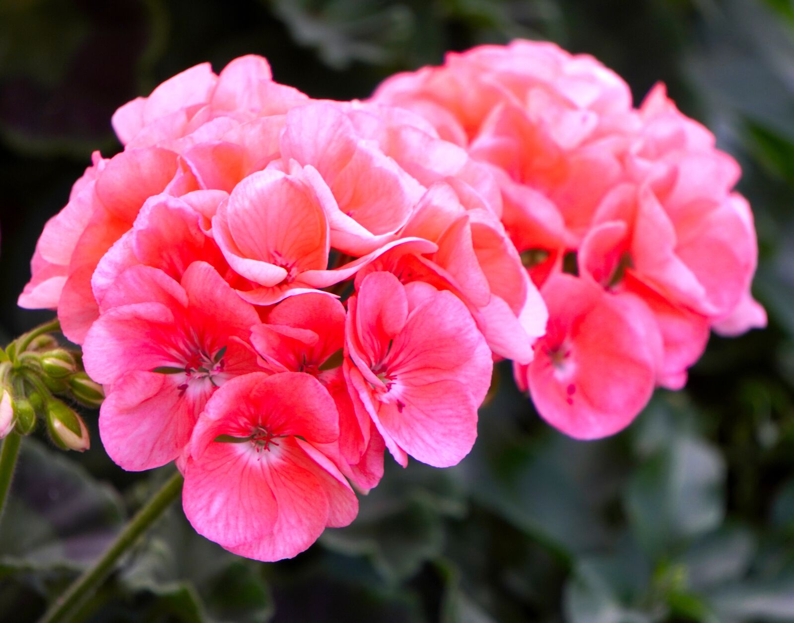 Sony E 55-210mm F4.5-6.3 OSS sample photo. Geranium, blossom, bloom photography