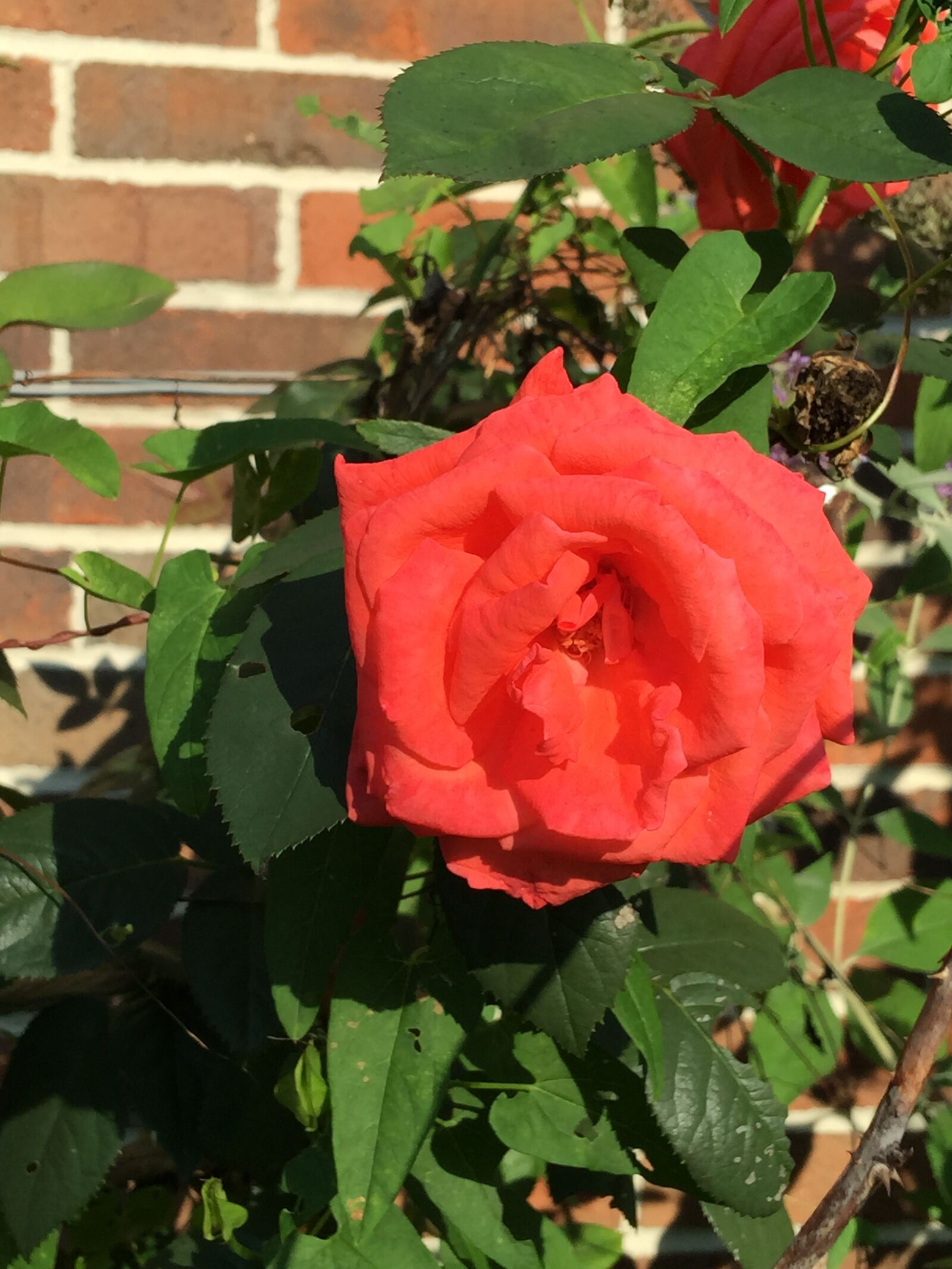 iPhone 6 Plus back camera 4.15mm f/2.2 sample photo. Rose, flower, summer photography
