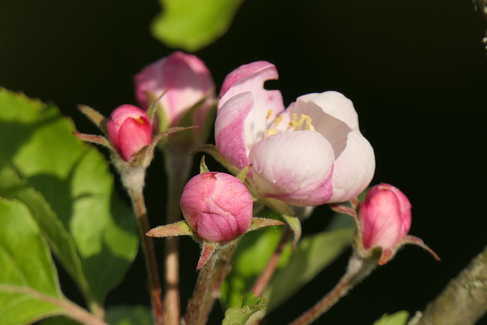 Panasonic Lumix DMC-FZ2500 (Lumix DMC-FZ2000) sample photo. Apple blossom, spring, pink photography