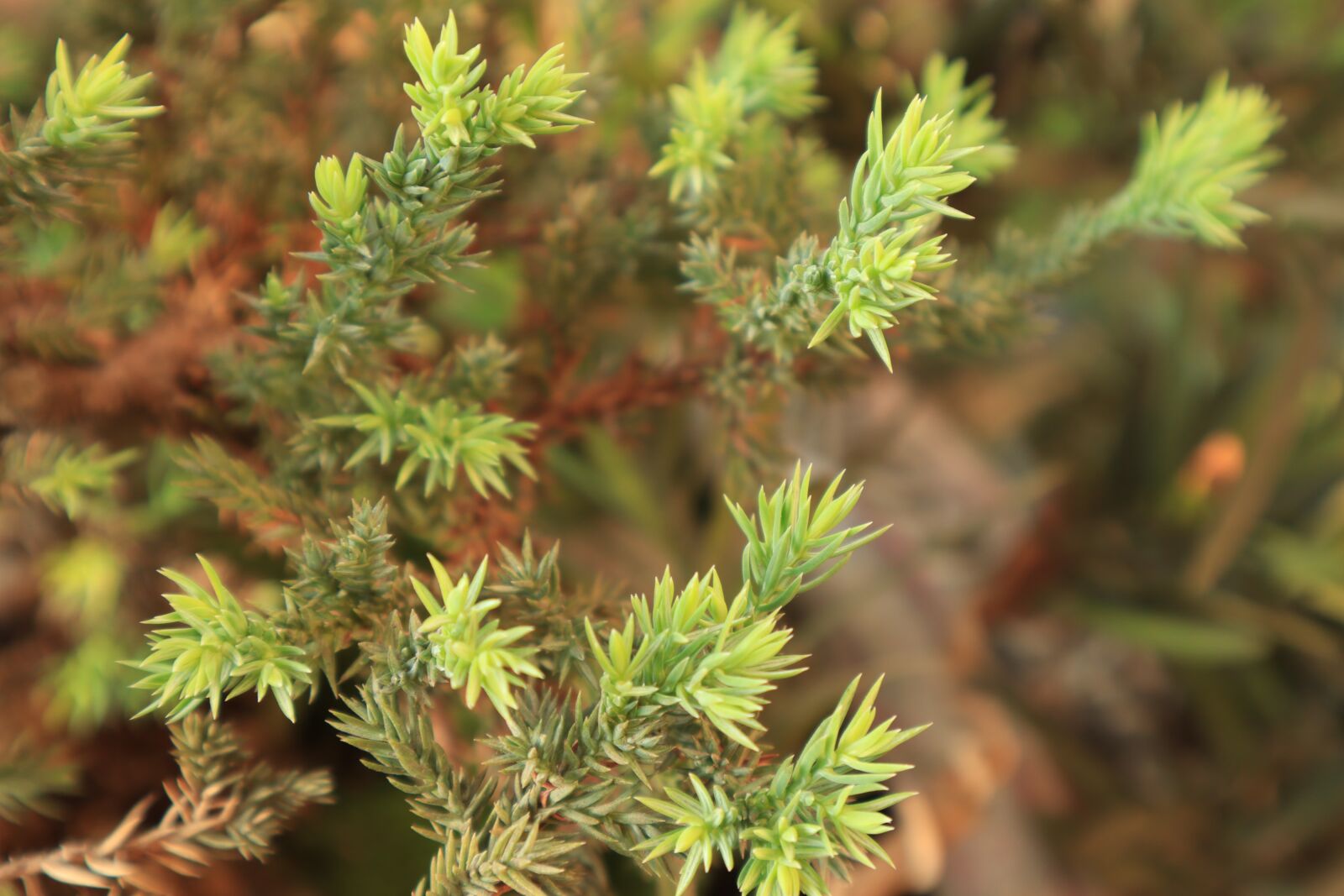 Canon EOS M50 (EOS Kiss M) sample photo. Tree, larch, clove photography