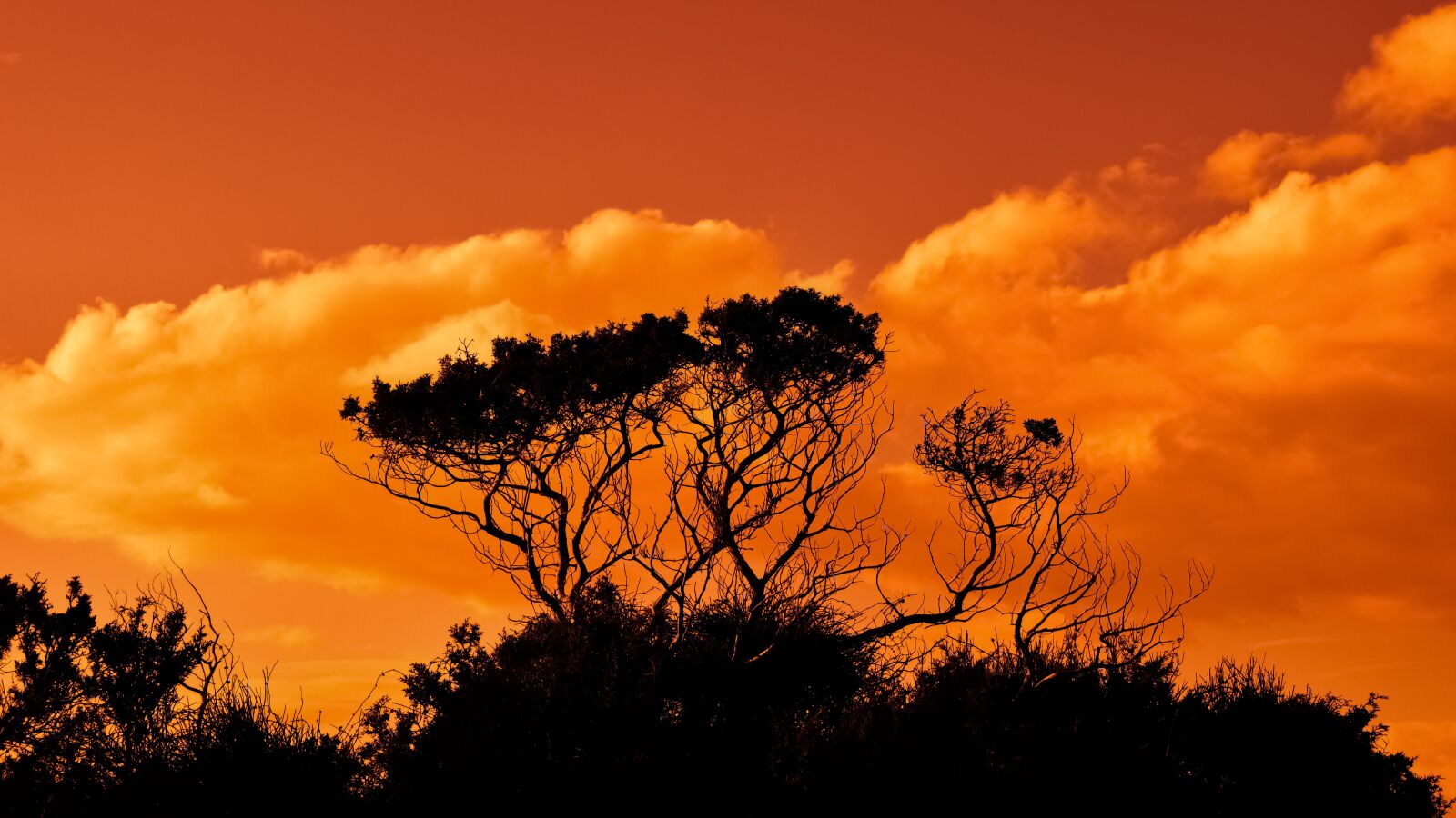 Nikon D3300 sample photo. Trees, branches, sunset photography