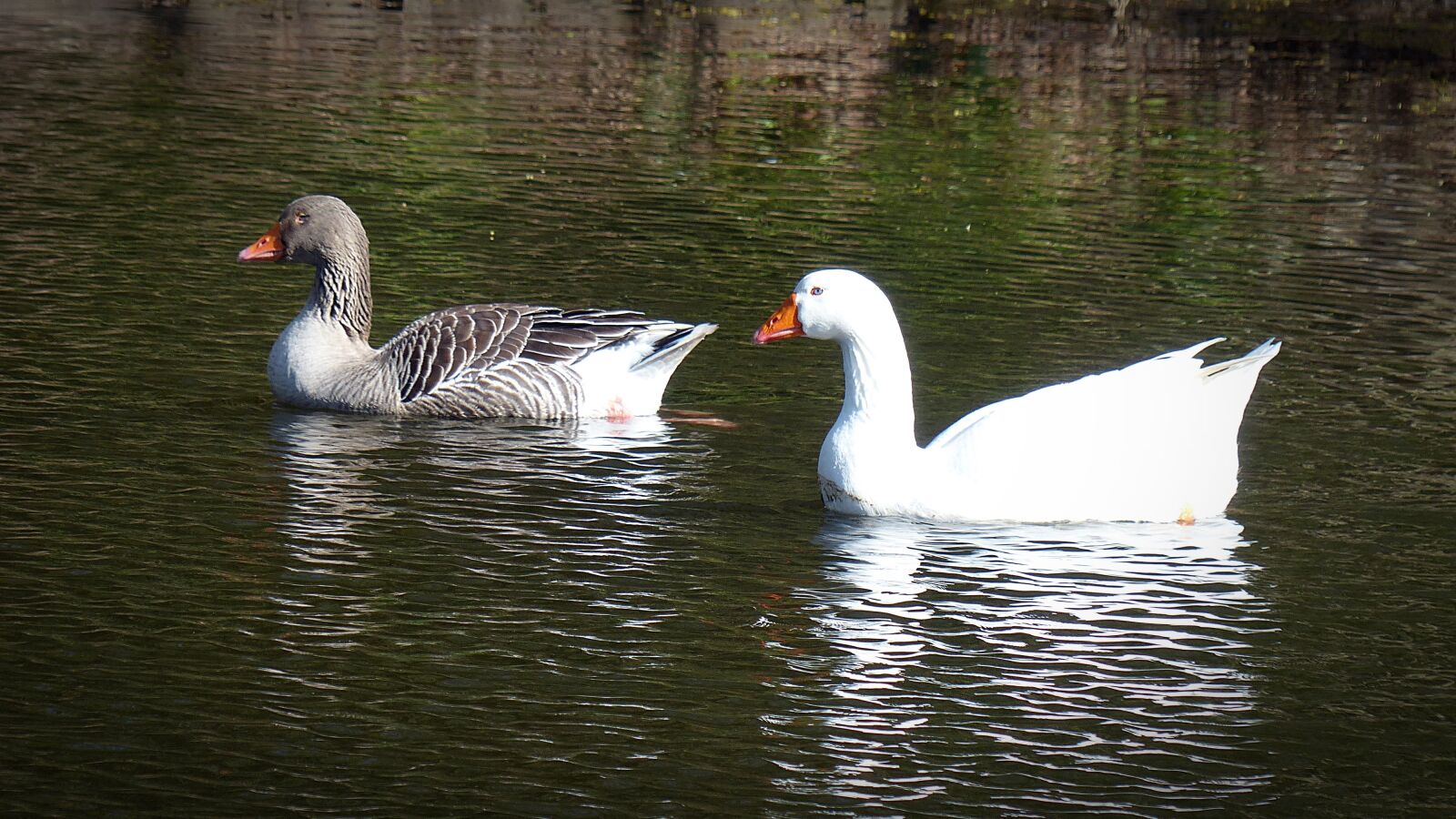 Panasonic Lumix DMC-FZ200 sample photo. Goose, toulouse goose, bird photography