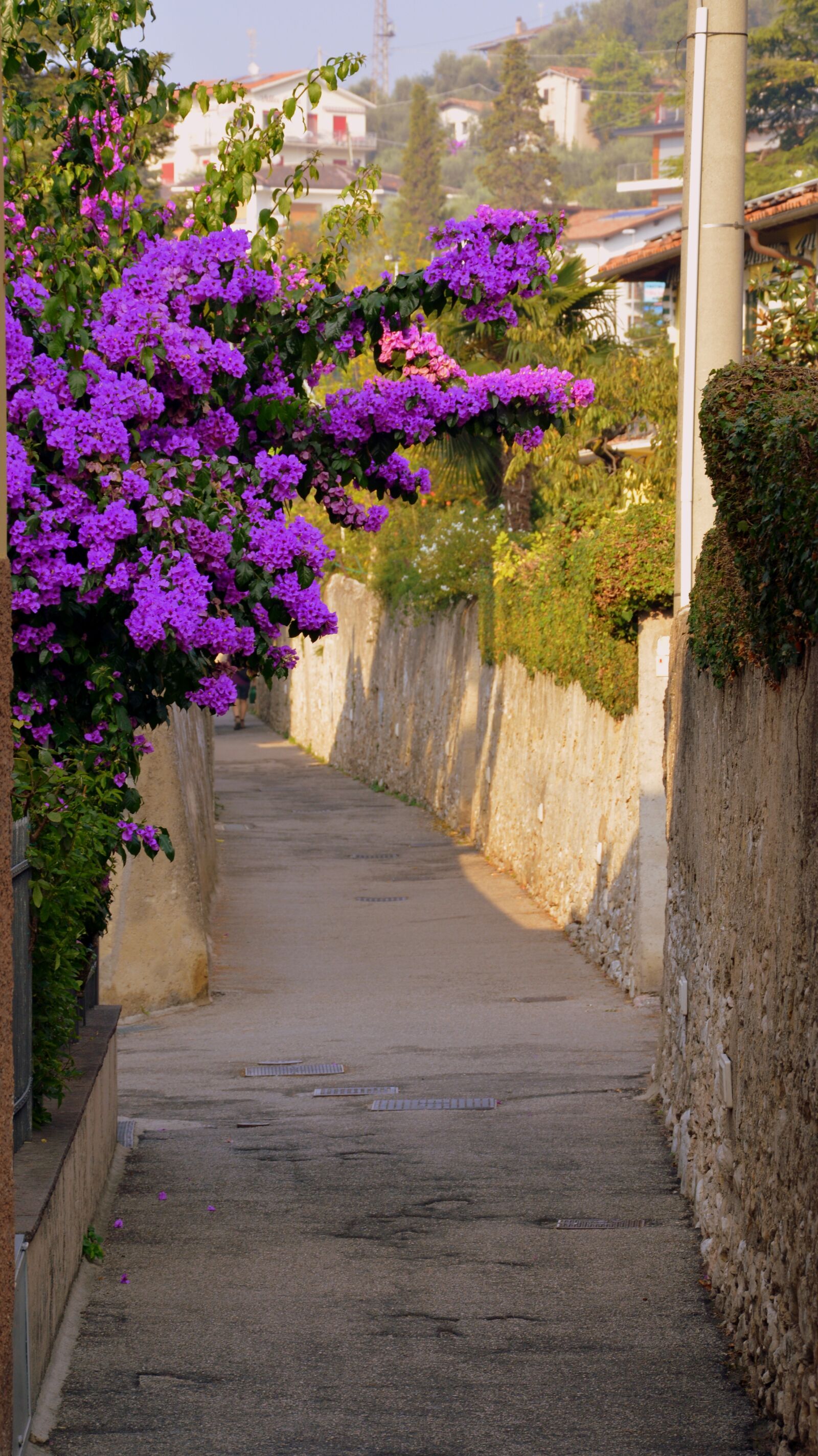 Nikon D7100 sample photo. Bloom, violet, lane photography