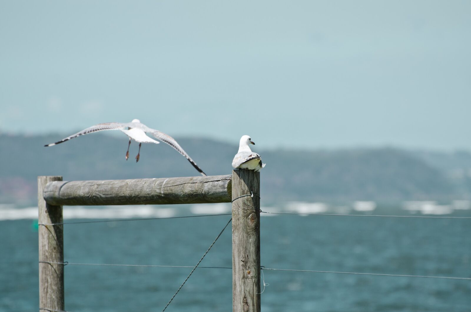 Nikon D7000 sample photo. Seagull, post, fly photography