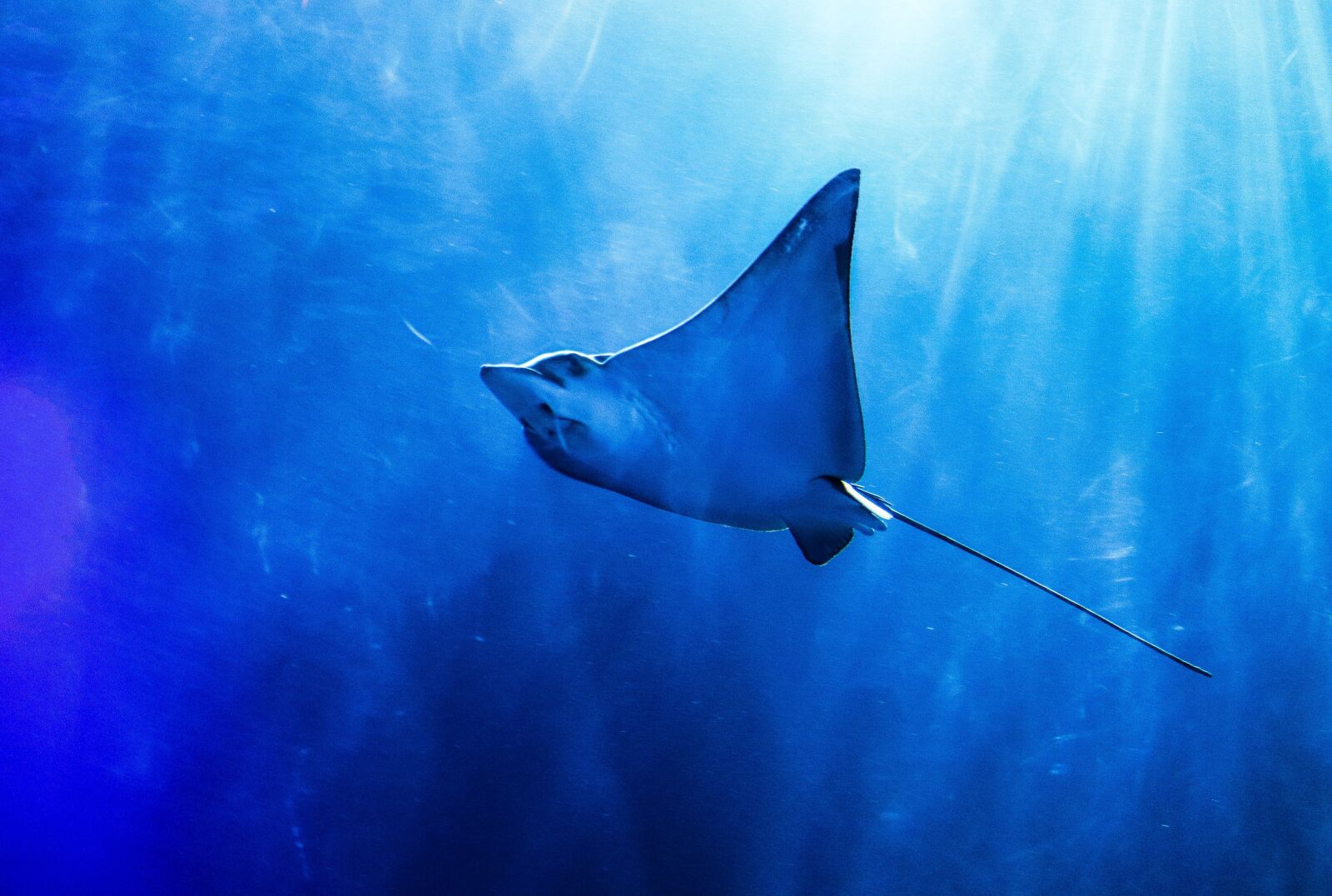 Canon EF-S 55-250mm F4-5.6 IS STM sample photo. Ocean, rays, sea photography