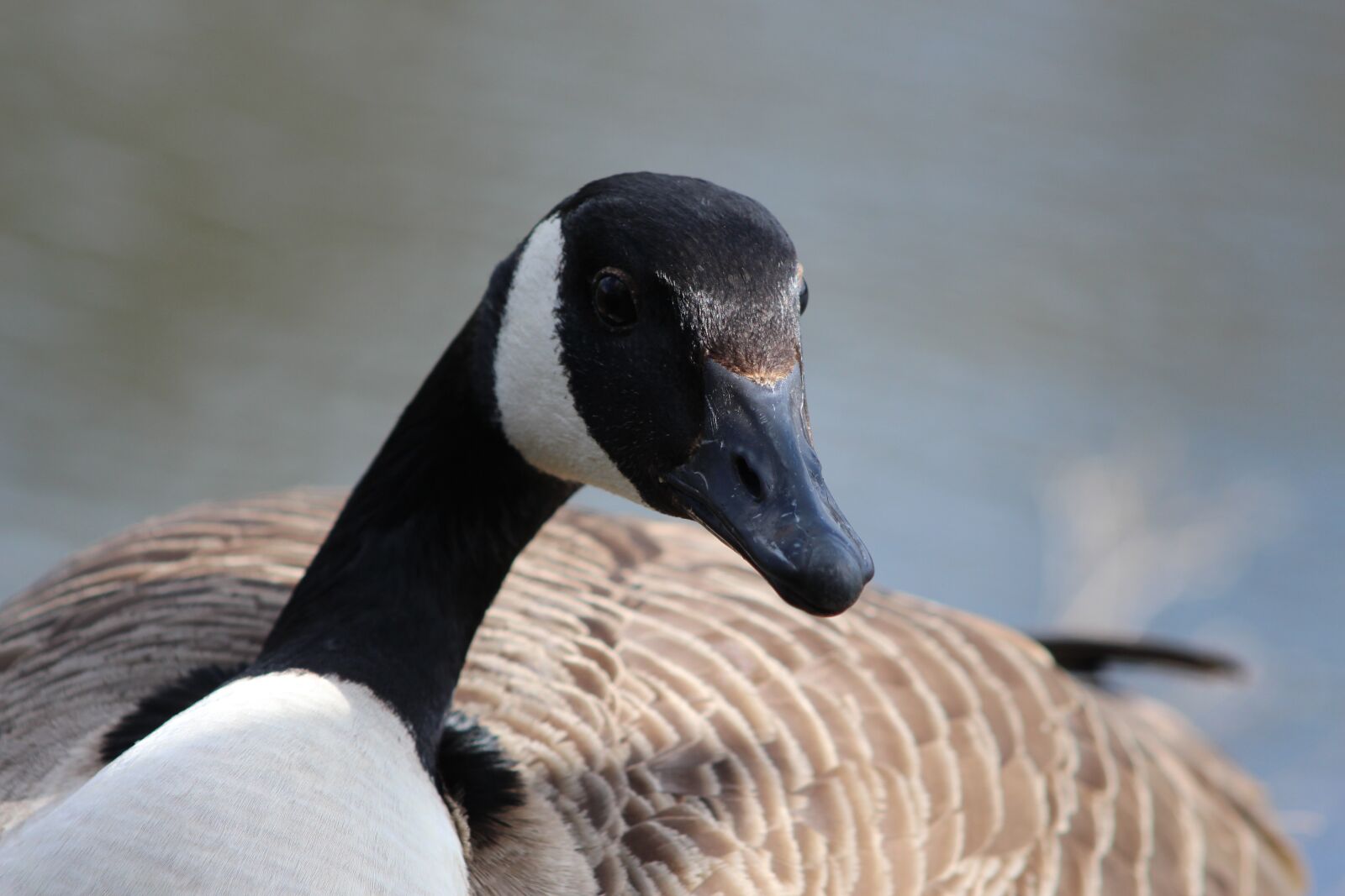 Canon EF 75-300mm f/4-5.6 USM sample photo. Canada goose, bird, canada photography