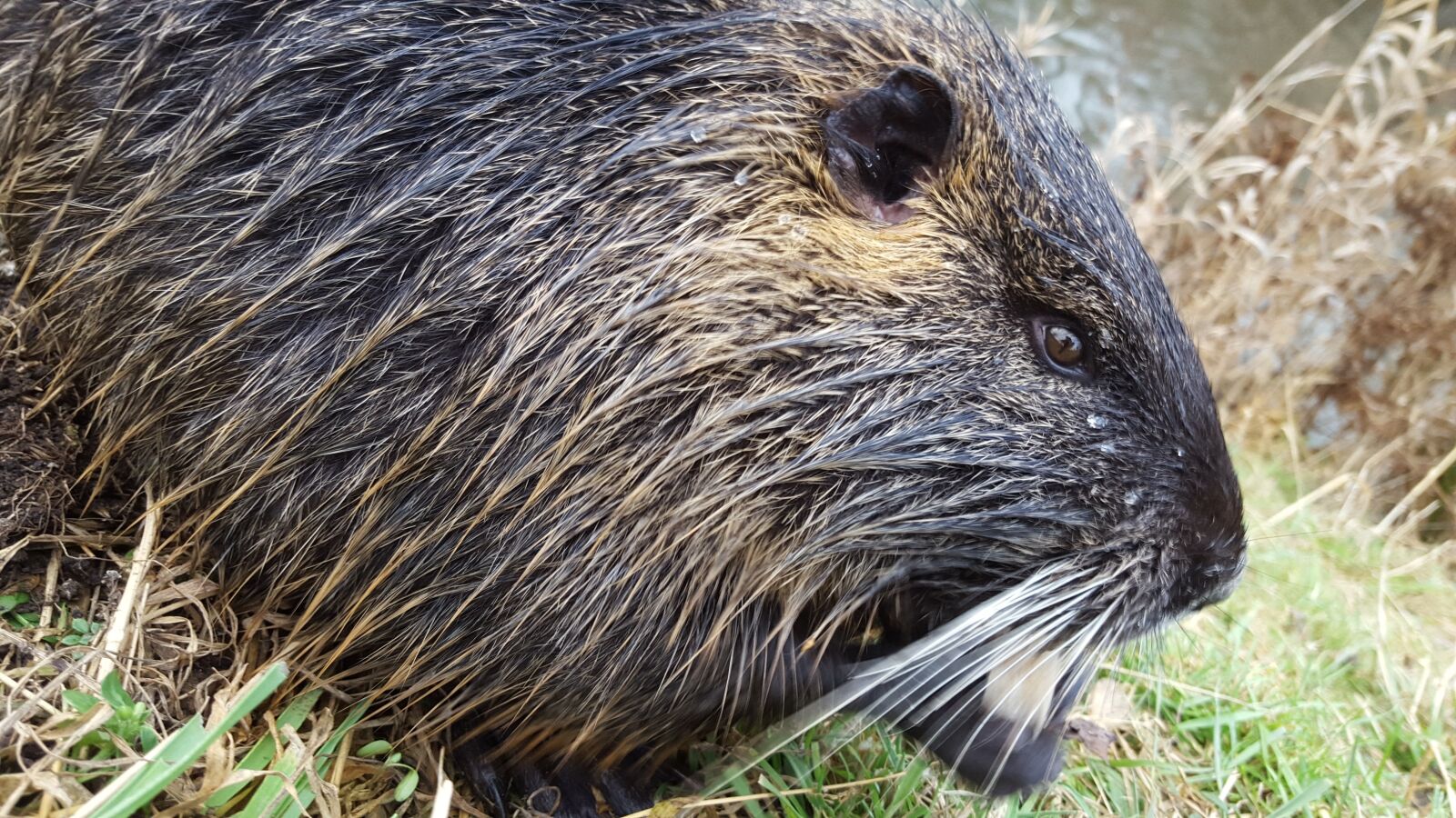 Samsung Galaxy S6 sample photo. Nutria, animal, rodent photography