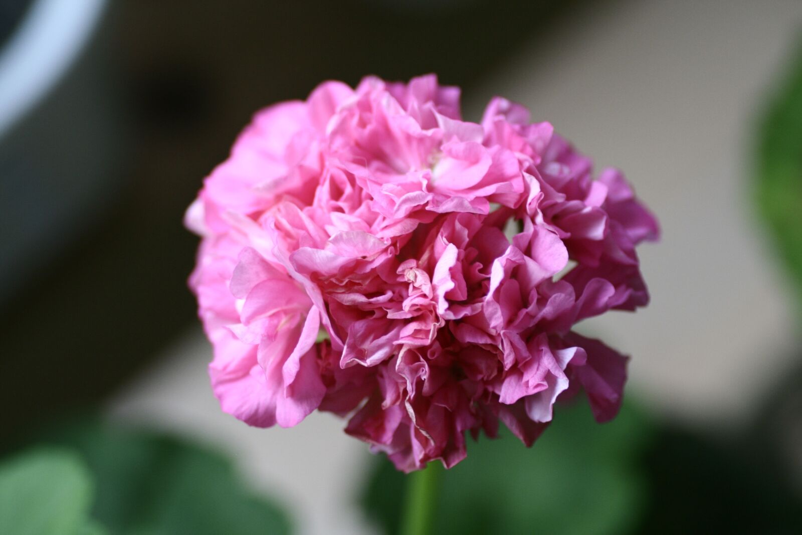Canon EOS 350D (EOS Digital Rebel XT / EOS Kiss Digital N) sample photo. Geranium, flowers photography