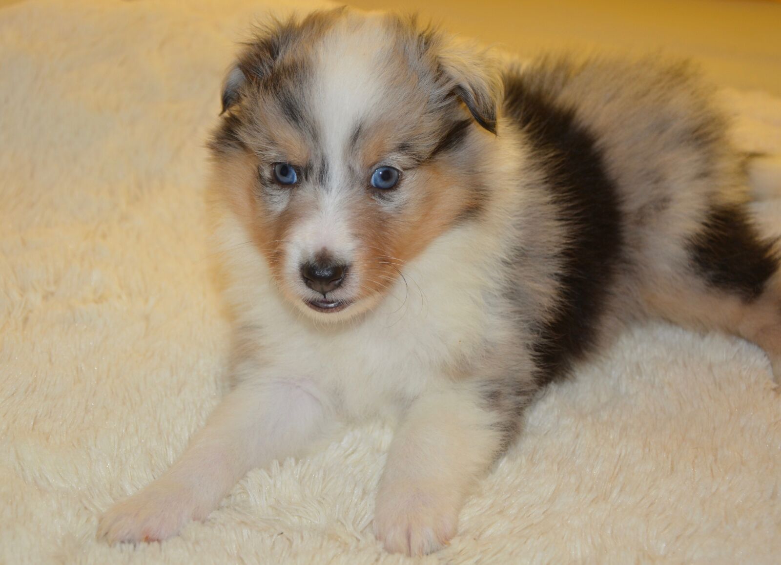 Nikon D5200 sample photo. Puppy, pup, shetland sheepdog photography
