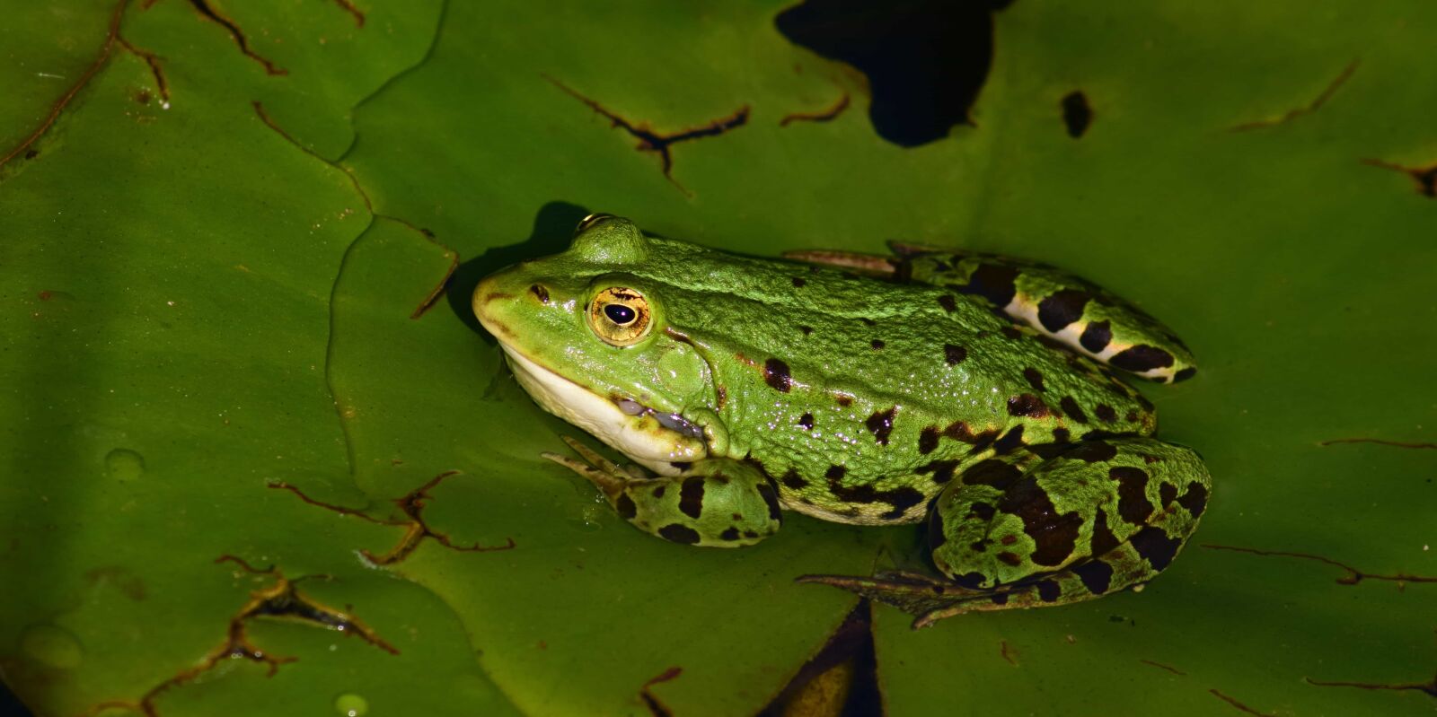 Nikon D3300 sample photo. Frog, nature, amphibian, eye photography