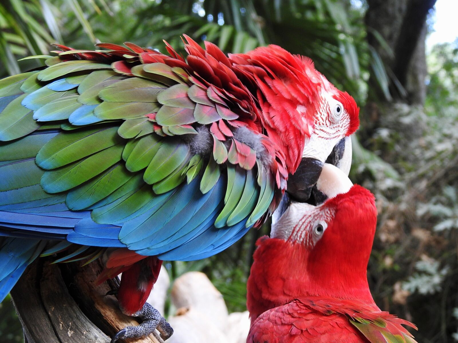 Nikon Coolpix P900 sample photo. Parrot, birds, couple photography