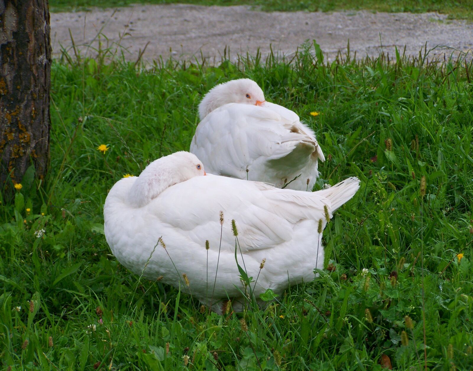 Kodak EASYSHARE ZD710 ZOOM DIGITAL CAMERA sample photo. White geese, domestic geese photography