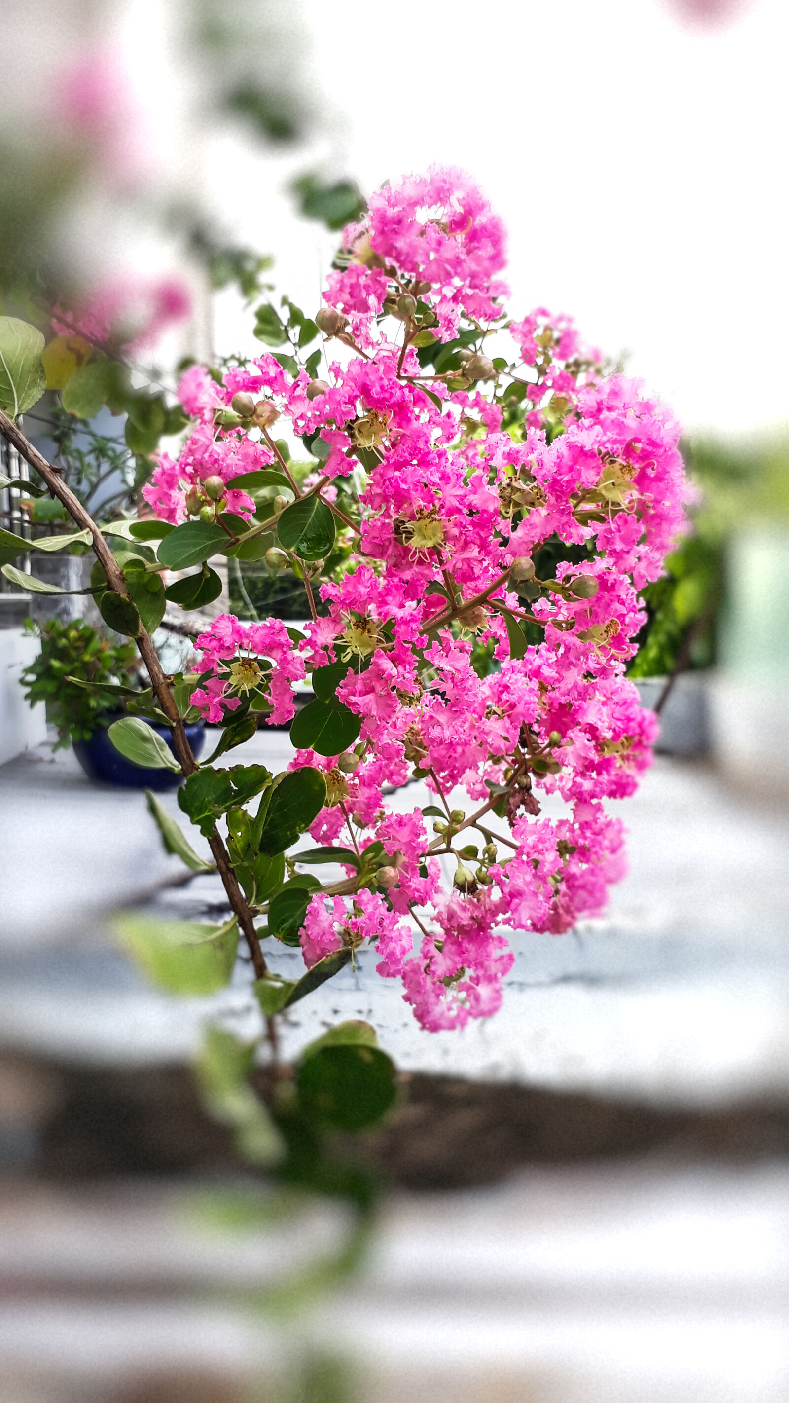 Samsung Galaxy J5 Prime sample photo. Flowers photography