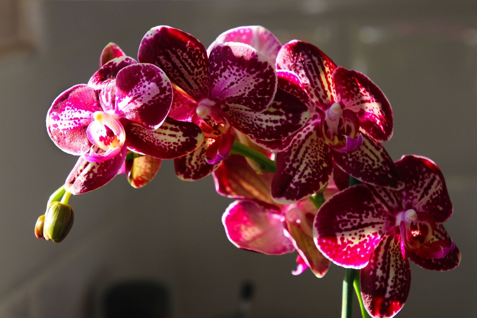 Tamron 16-300mm F3.5-6.3 Di II VC PZD Macro sample photo. Orchid, flower, floral photography