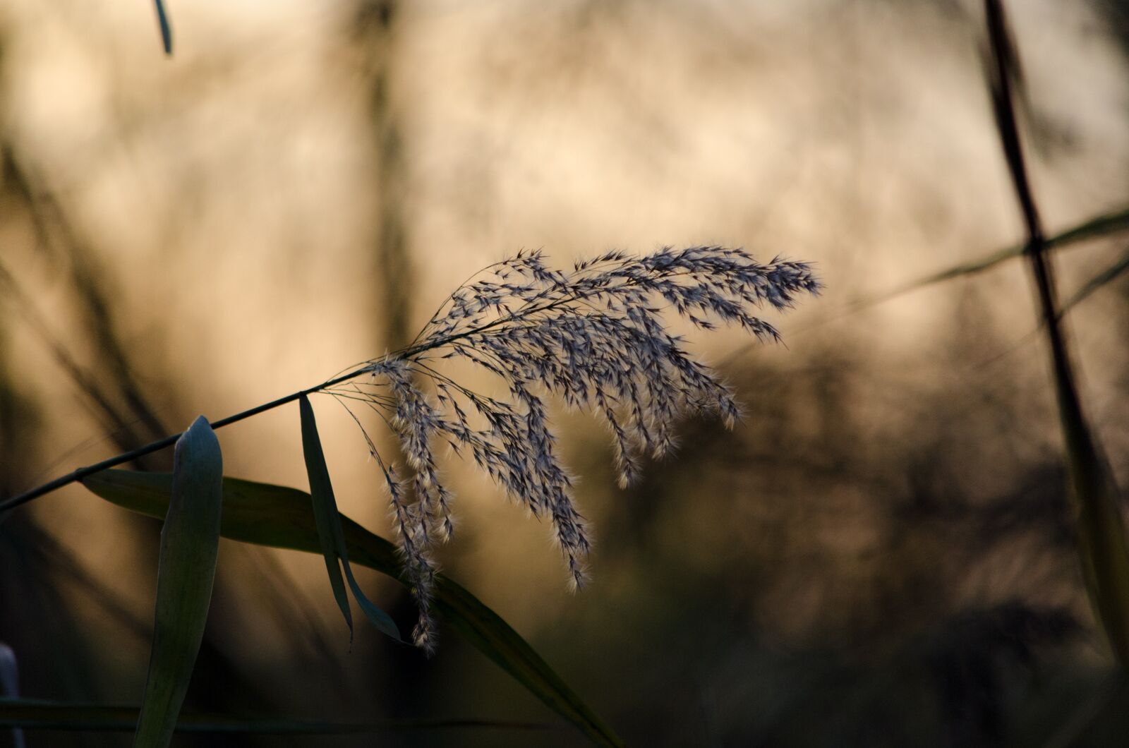 Nikon D5100 sample photo. Reed, nature, grass photography