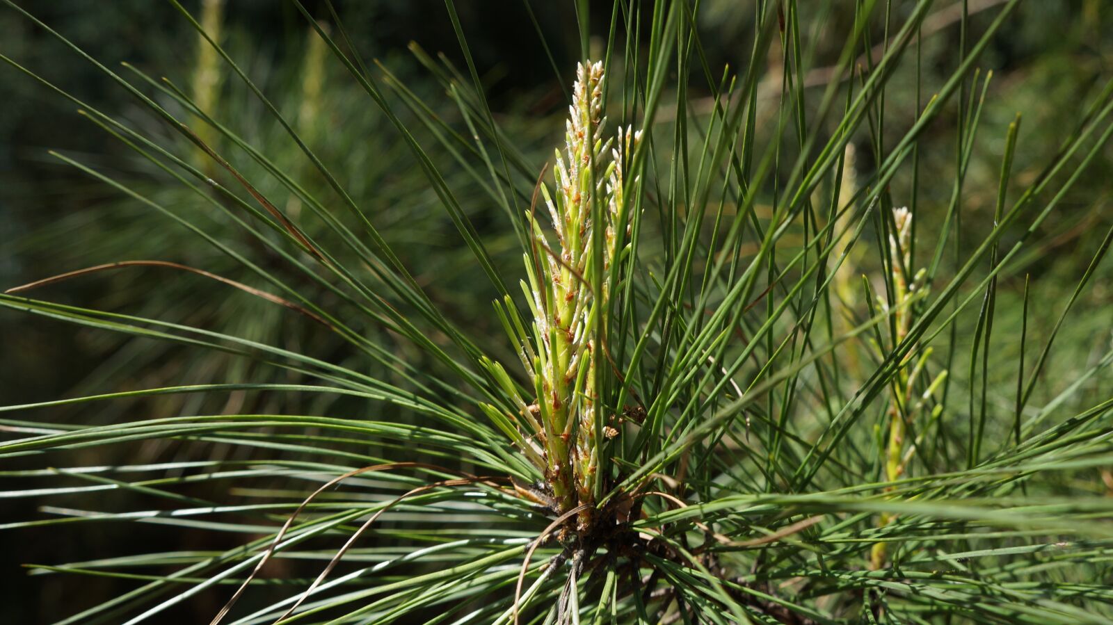 Sony Alpha a3000 + Sony E 18-55mm F3.5-5.6 OSS sample photo. Nature, tree, outdoors photography