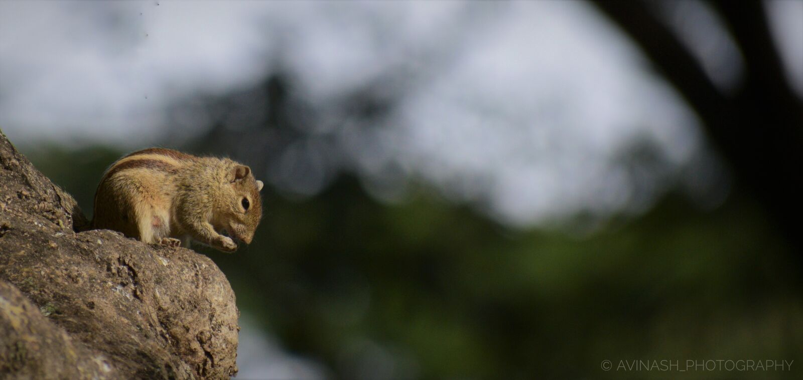 Nikon D5300 sample photo. Swinhoesstrippedsquirrel squirrel, sunkiss, sunliht photography