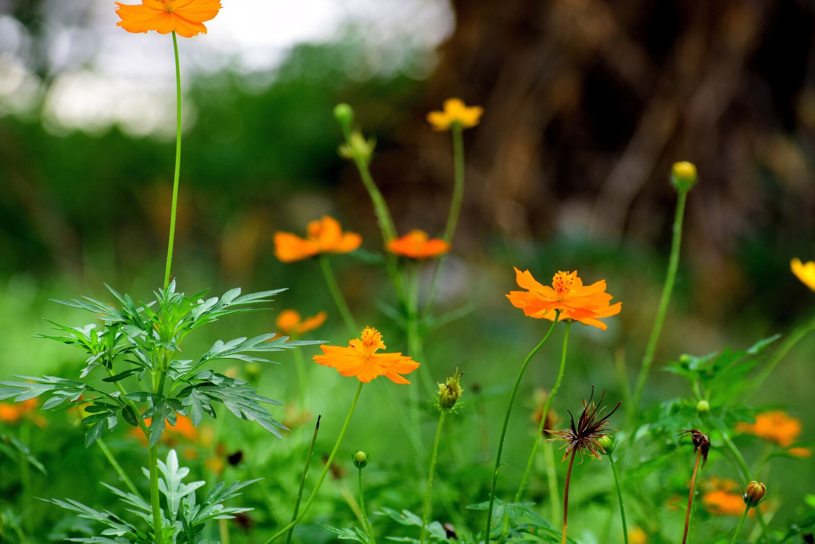 Nikon D3300 sample photo. Flowers, nature, floral photography