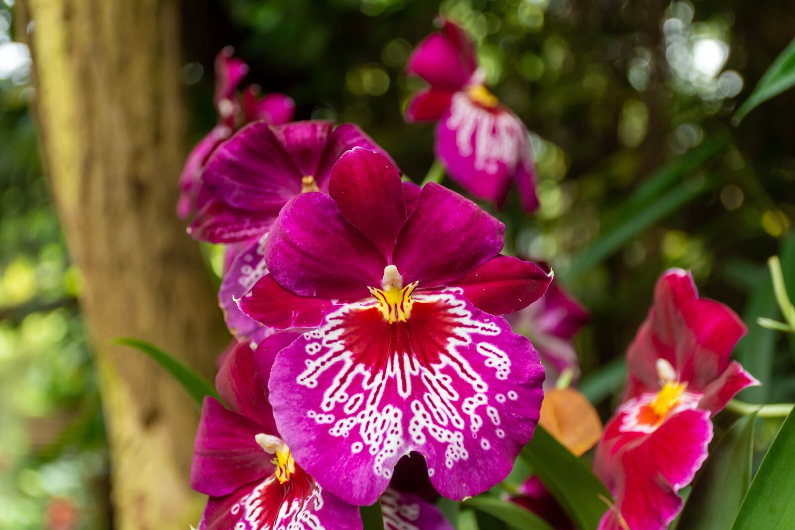 Nikon D7200 sample photo. Orchid, nature, flower photography