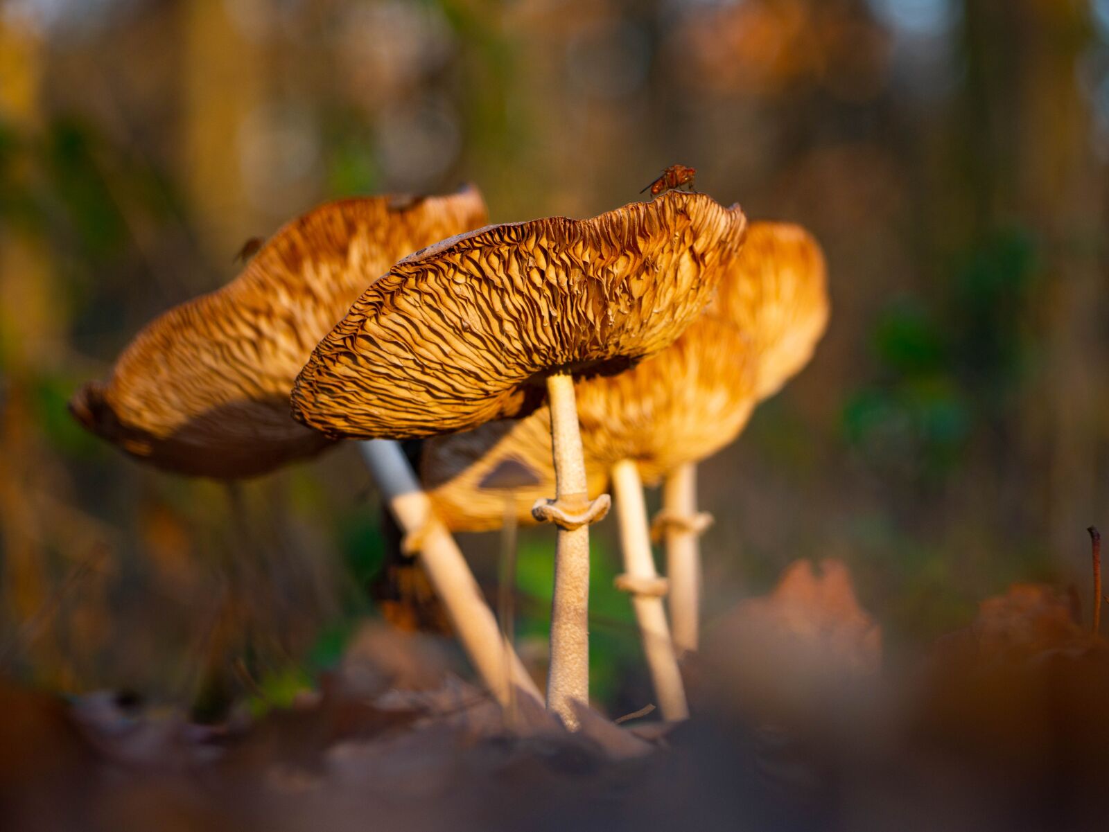 Olympus M.Zuiko Digital ED 40-150mm F4-5.6 R sample photo. Mushroom, landscape, forest photography