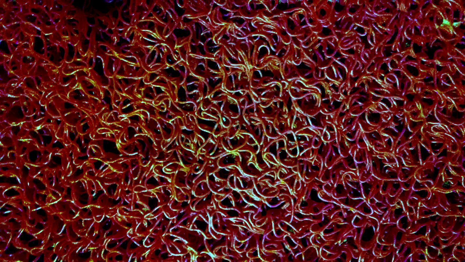 Motorola Moto X (1st Gen) sample photo. Abstract, color, night, wire photography