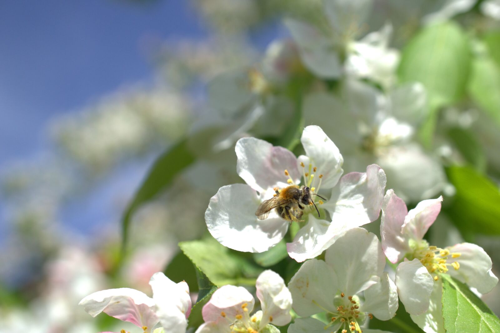 Sony E 30mm F3.5 Macro sample photo. Bee, environmental protection, tree photography