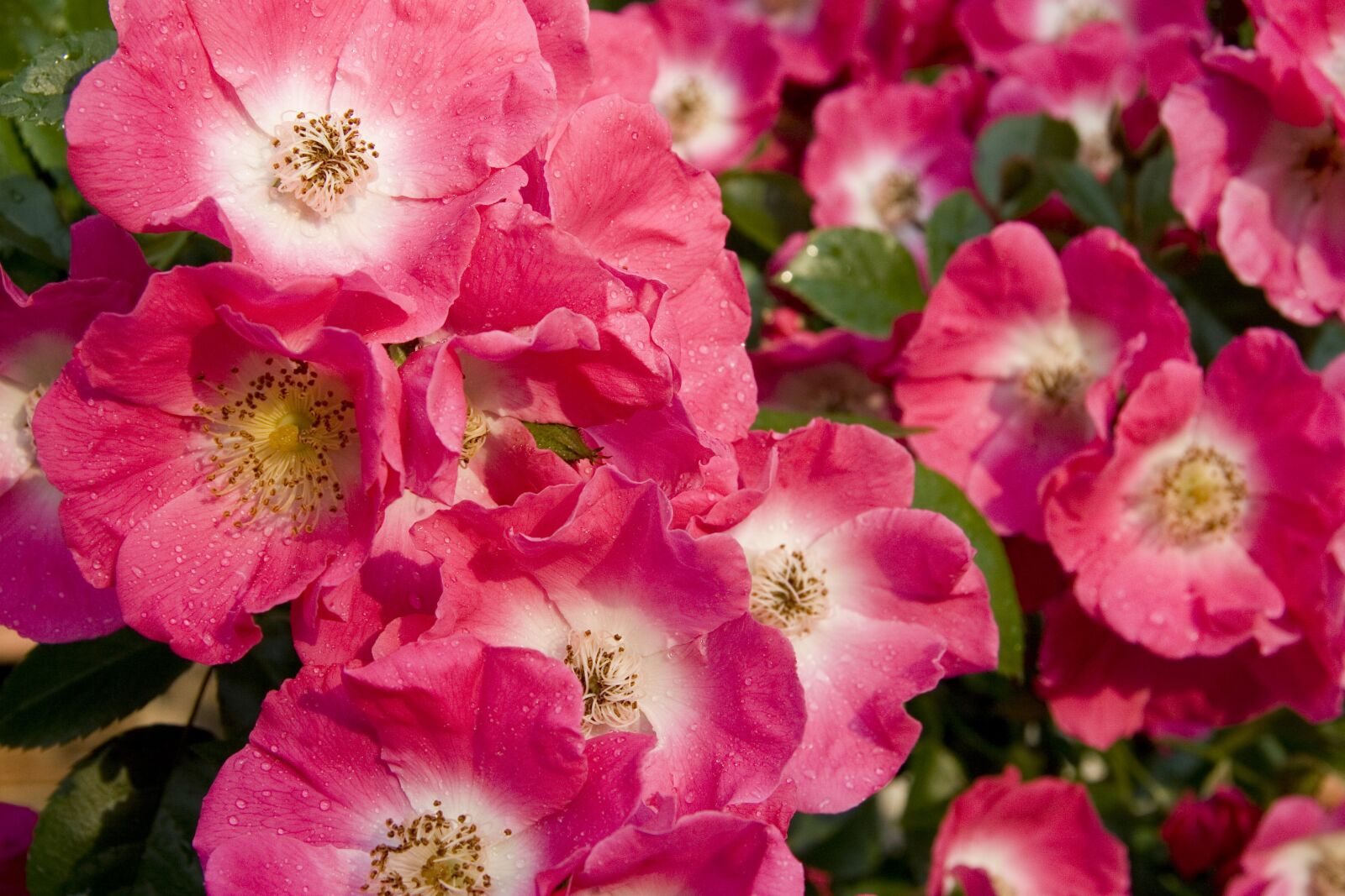 Canon EOS 20D sample photo. Blossom, bloom, rose photography