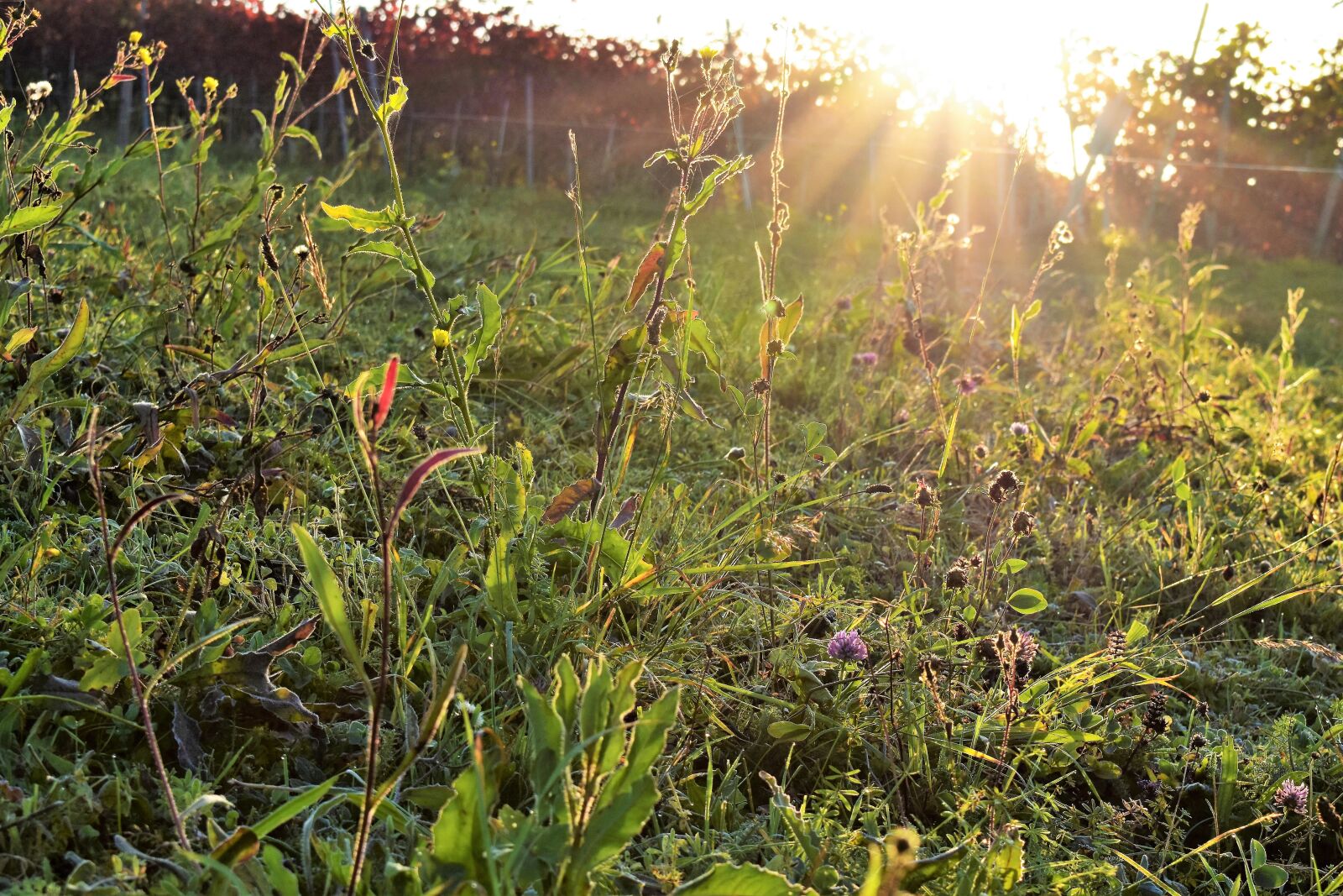 Nikon D5500 sample photo. Meadow, nature, plant photography