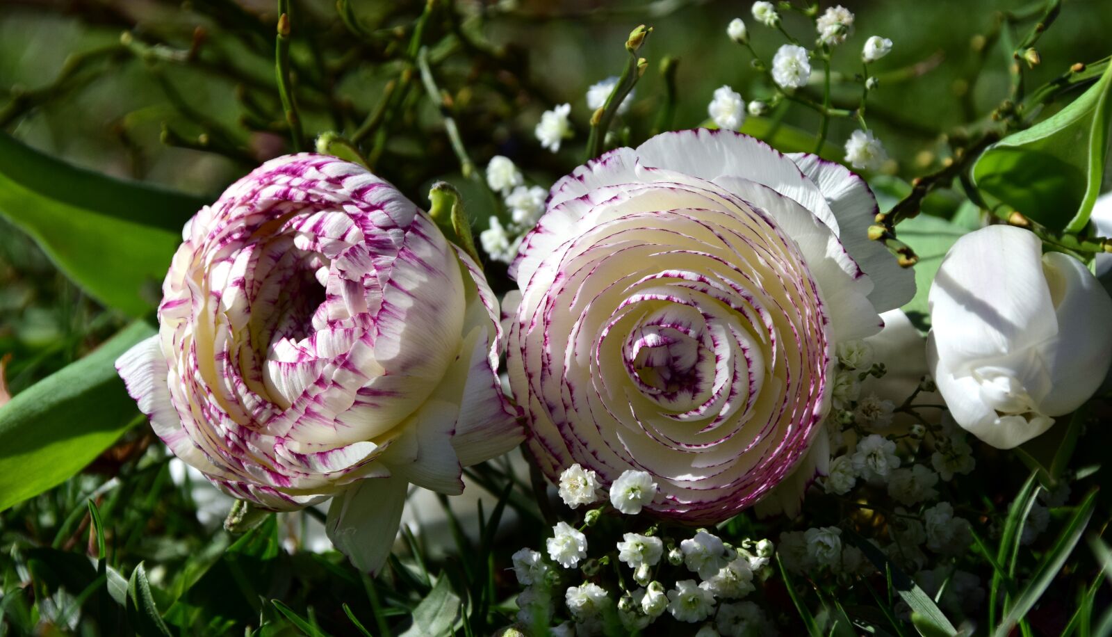 Nikon D3300 sample photo. Flowers, bouquet, ranunculus photography