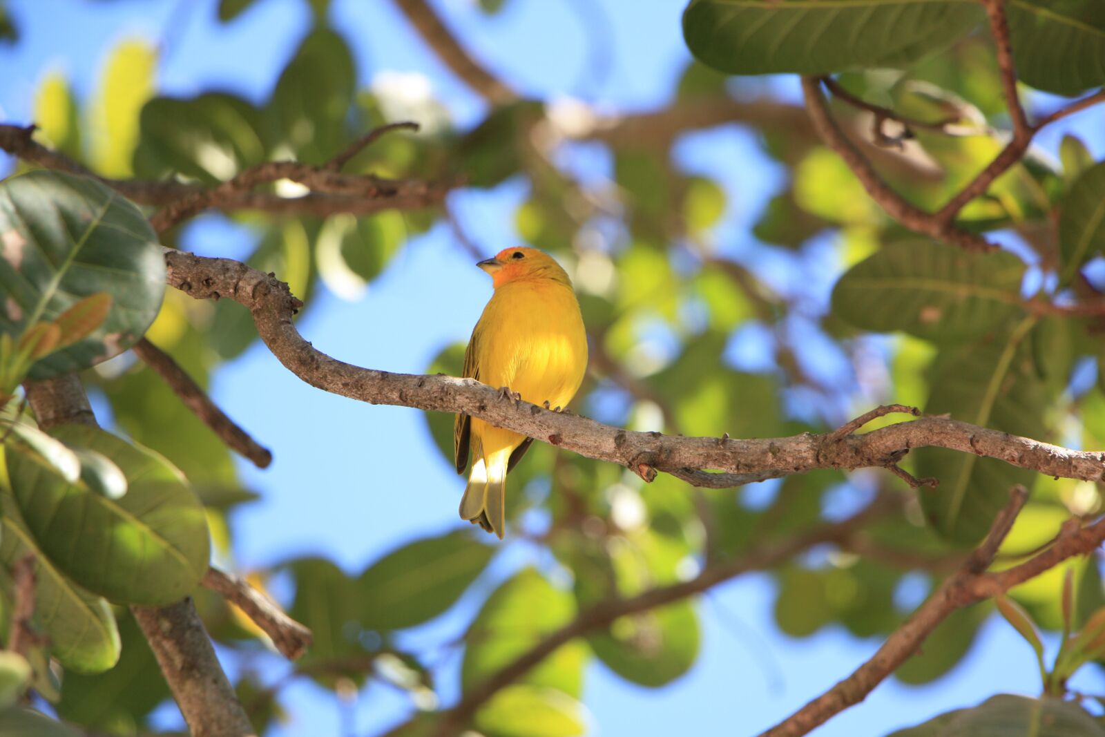 Canon EOS 450D (EOS Rebel XSi / EOS Kiss X2) sample photo. Paige, yellow, bird photography