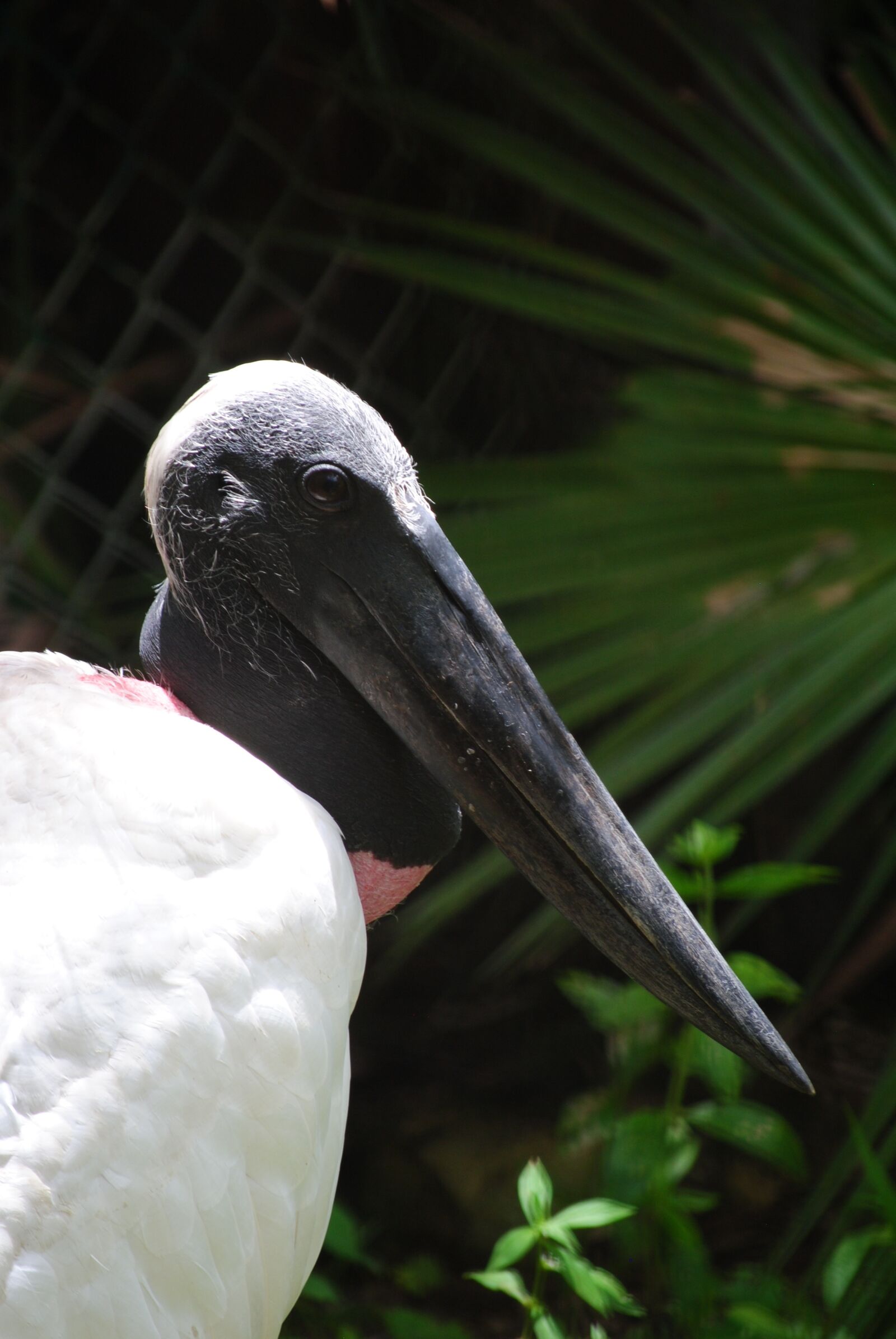 Nikon D3000 sample photo. Black stork, belize, jungle photography