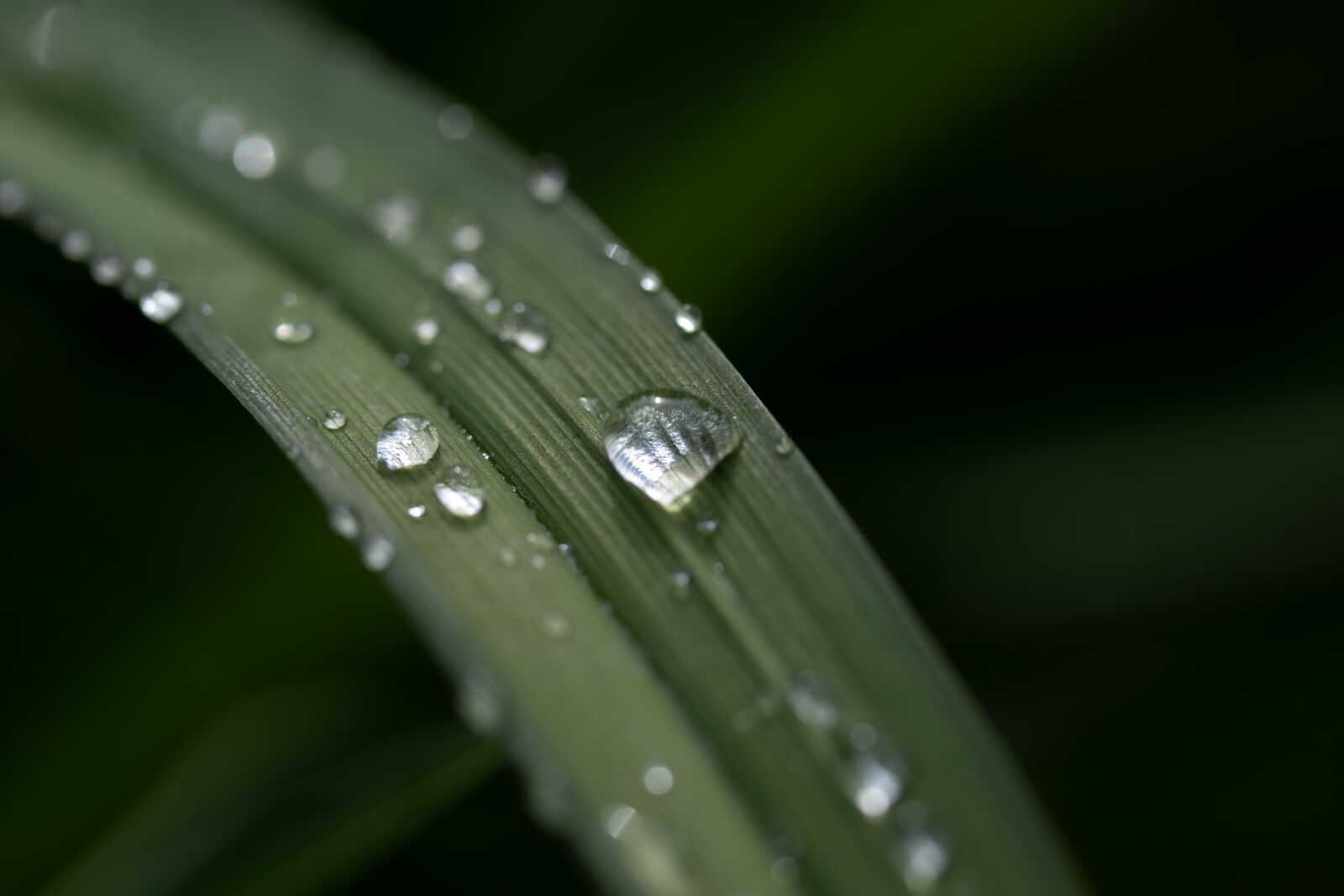Canon EF-S 60mm F2.8 Macro USM sample photo. Leaf, drop of water photography
