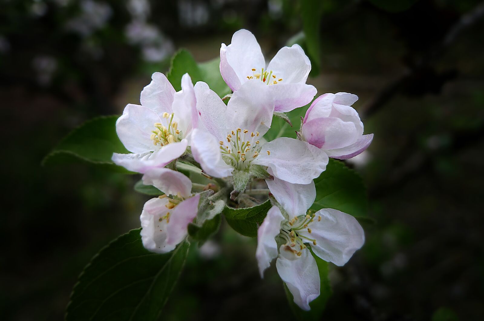 Panasonic Lumix DMC-GX8 sample photo. Flowers, chiaroscuro, zen photography