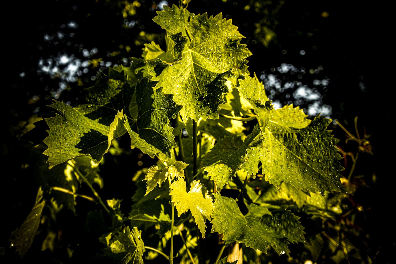Sony Alpha NEX-3 sample photo. Vine, leaves, rain photography