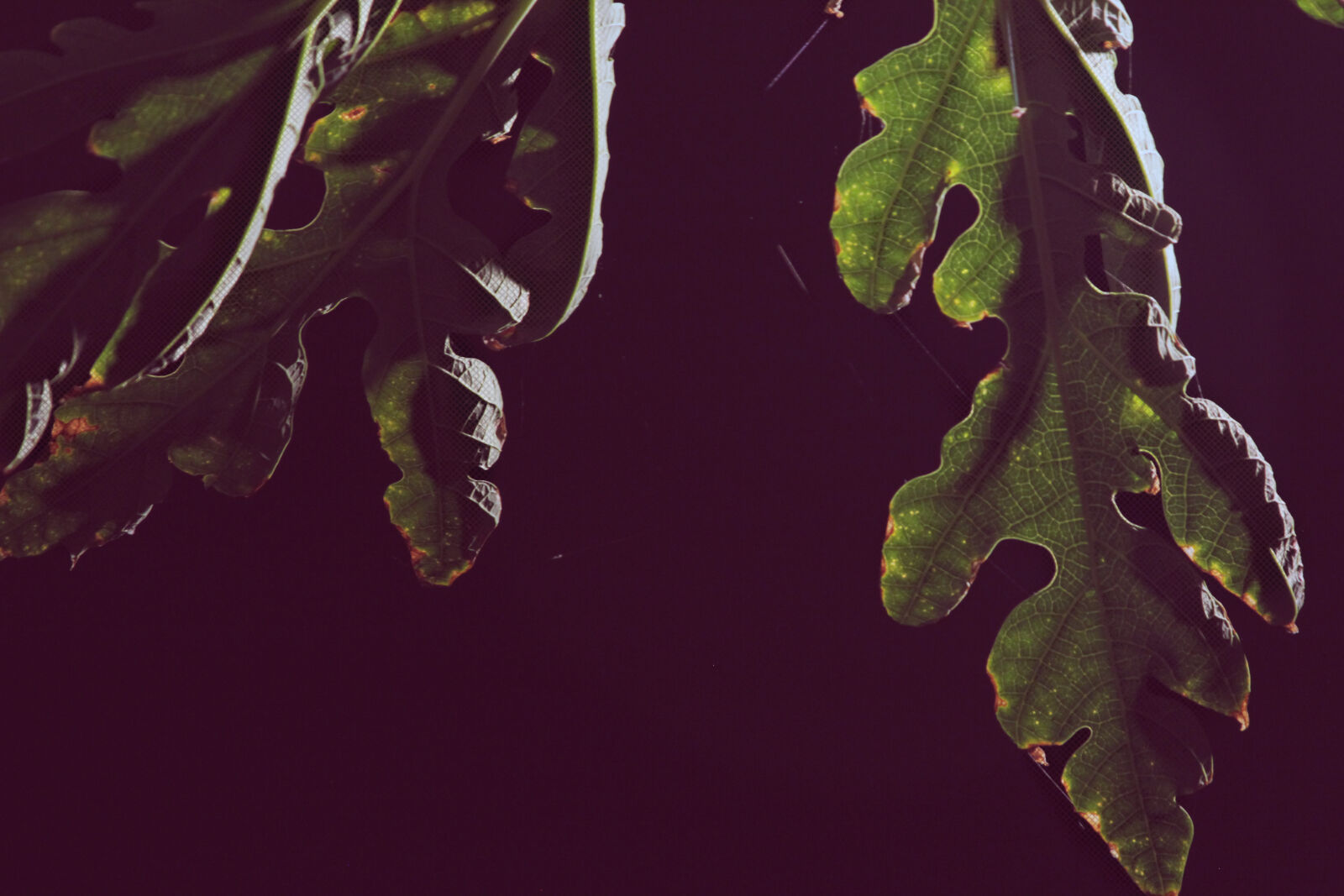 Canon EOS 550D (EOS Rebel T2i / EOS Kiss X4) sample photo. Leaves, nature, night photography