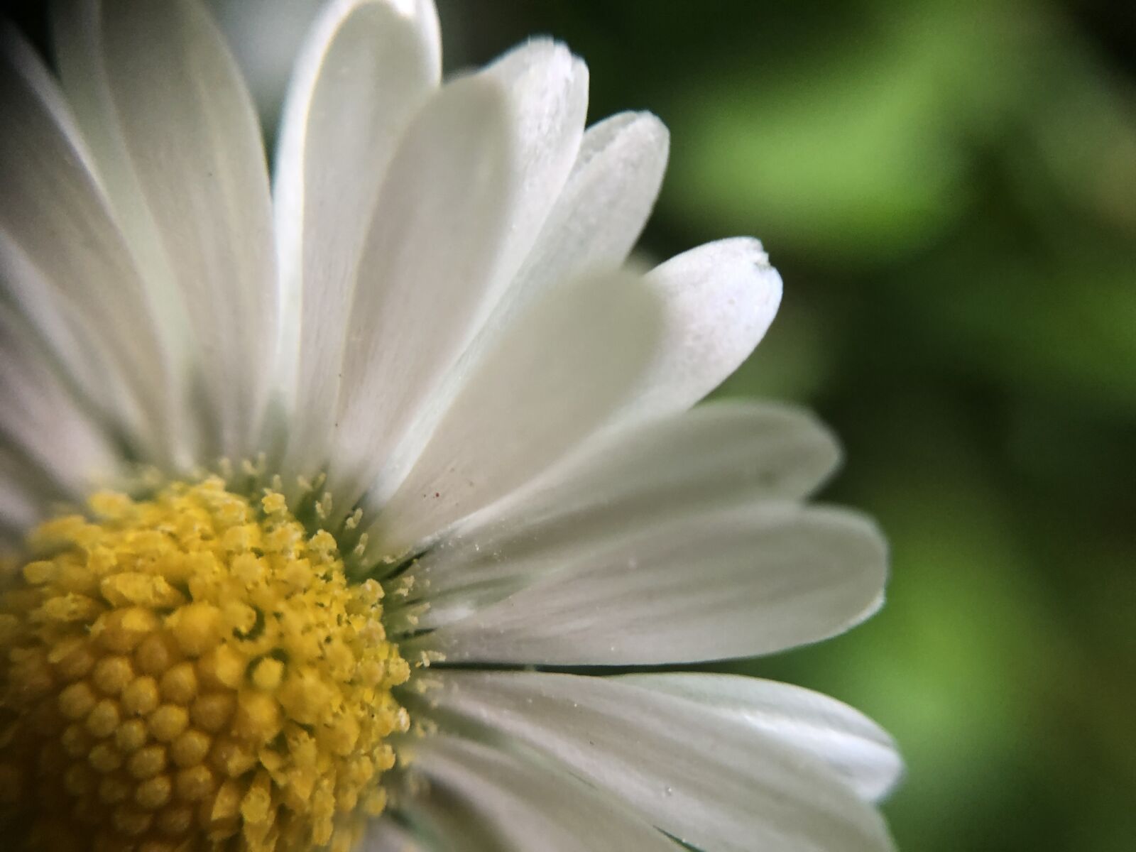 iPhone 8 back camera 3.99mm f/1.8 sample photo. Daisy, yellow, white photography