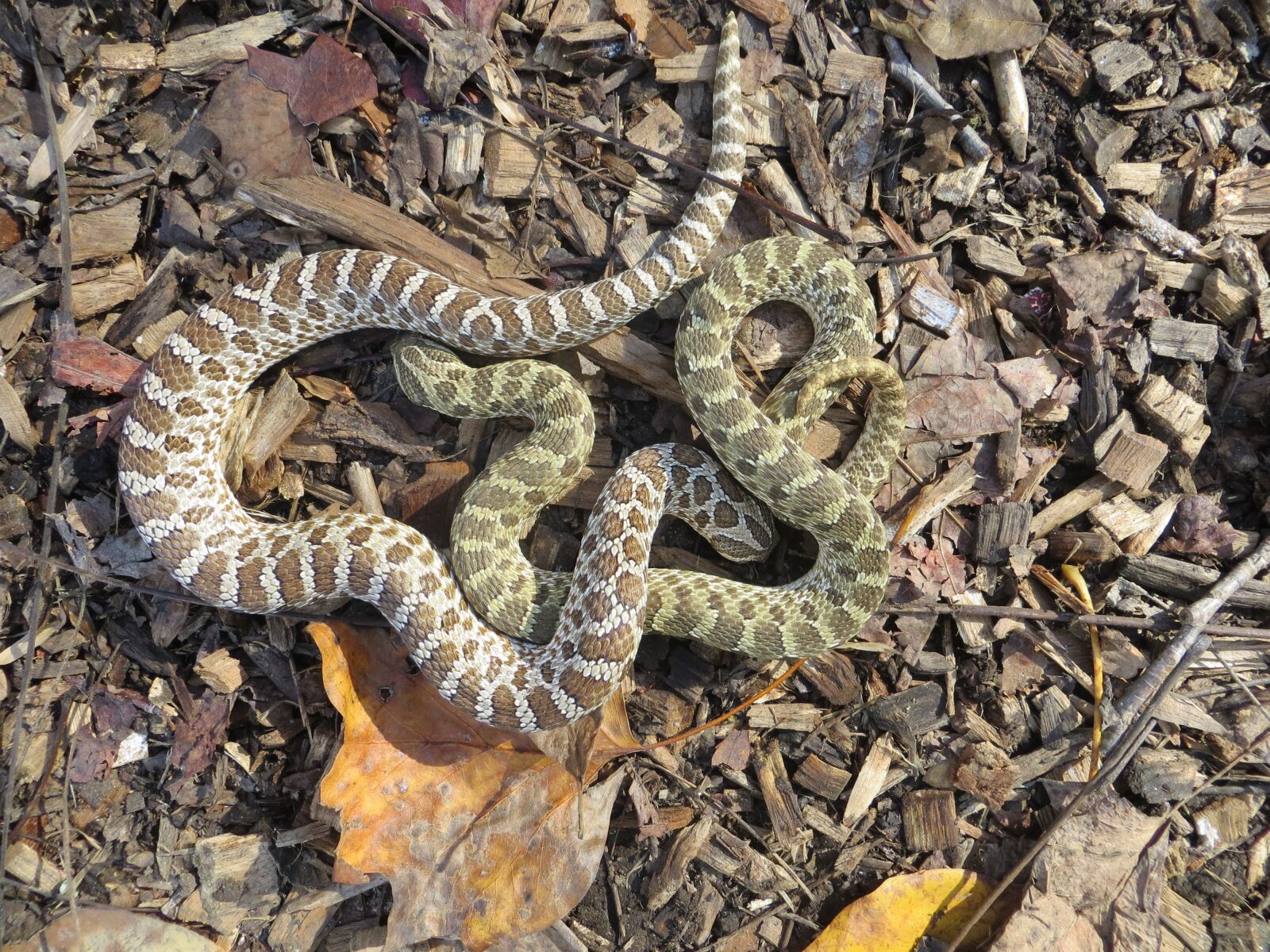 Canon PowerShot SX260 HS sample photo. Animal, wildlife, snake photography