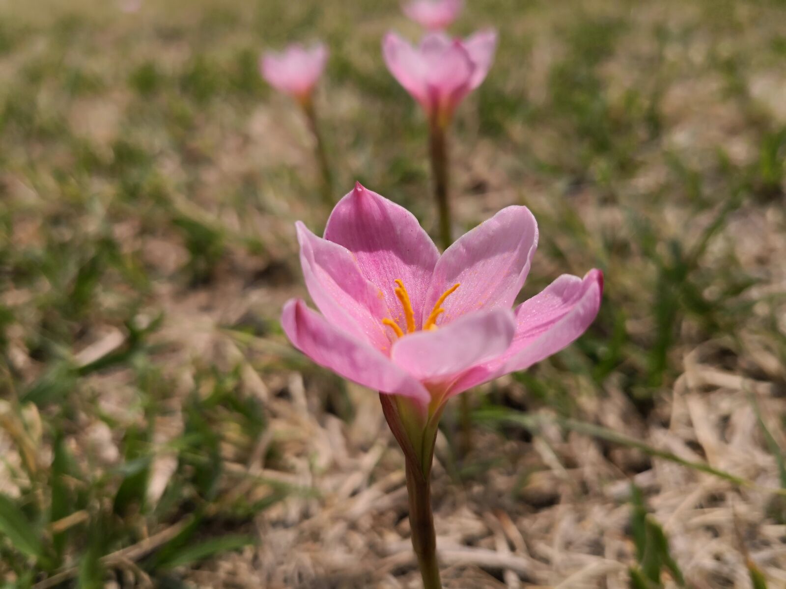 HUAWEI Mate 10 sample photo. Nature, flower, summer photography