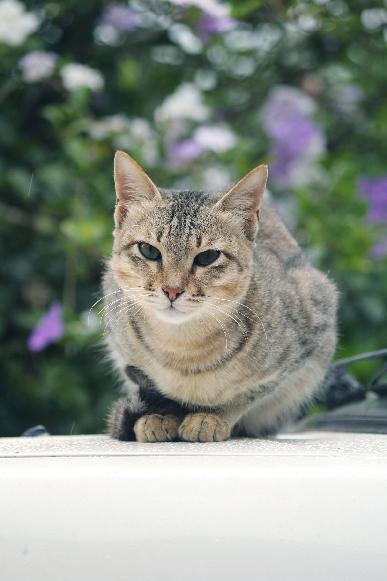 Canon EOS 1300D (EOS Rebel T6 / EOS Kiss X80) sample photo. Cat, indian cat, majestic photography