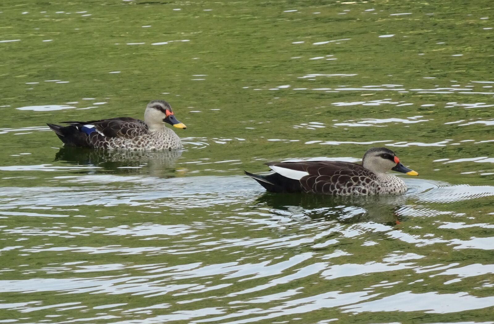 Sony Cyber-shot DSC-HX90V sample photo. Duck, bird, waterfowl photography