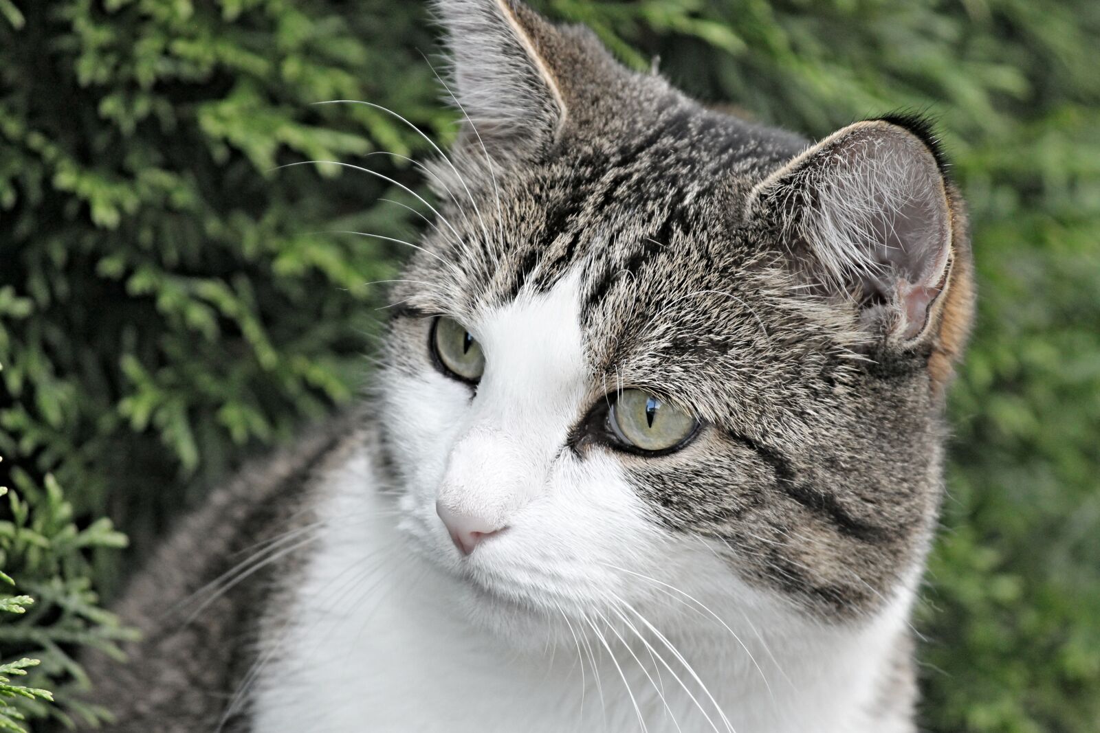 Canon EOS 1100D (EOS Rebel T3 / EOS Kiss X50) sample photo. Cat, portrait, animal photography