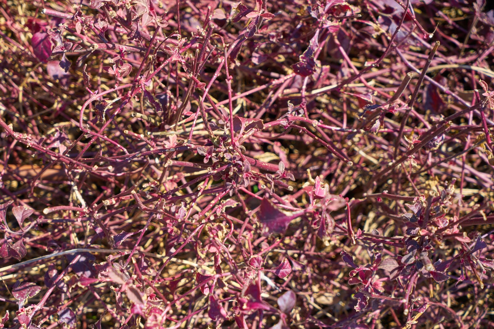 Sony a7R II sample photo. Plant, branch, tree photography