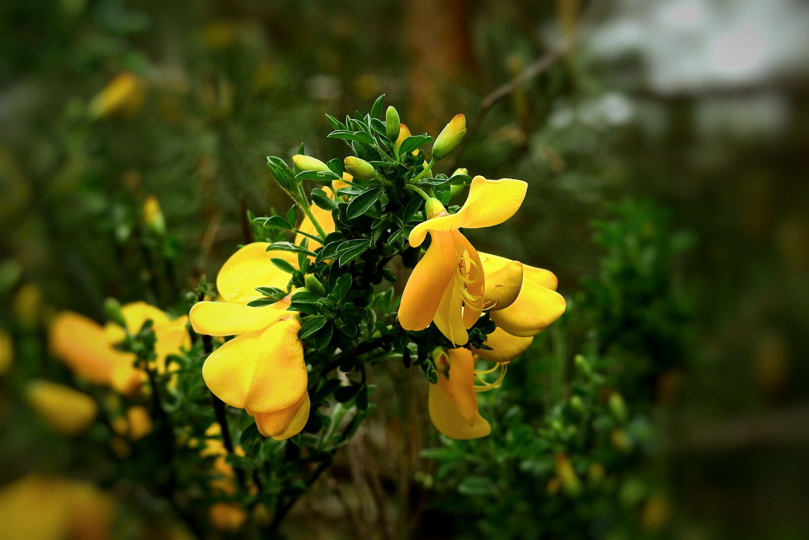 Nikon Coolpix P900 sample photo. Flowers, sprig, spring photography