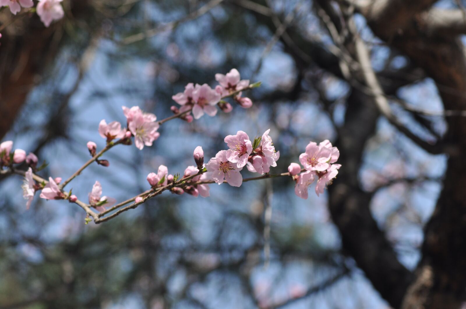 Nikon D90 sample photo. Flowers, spring, pink photography