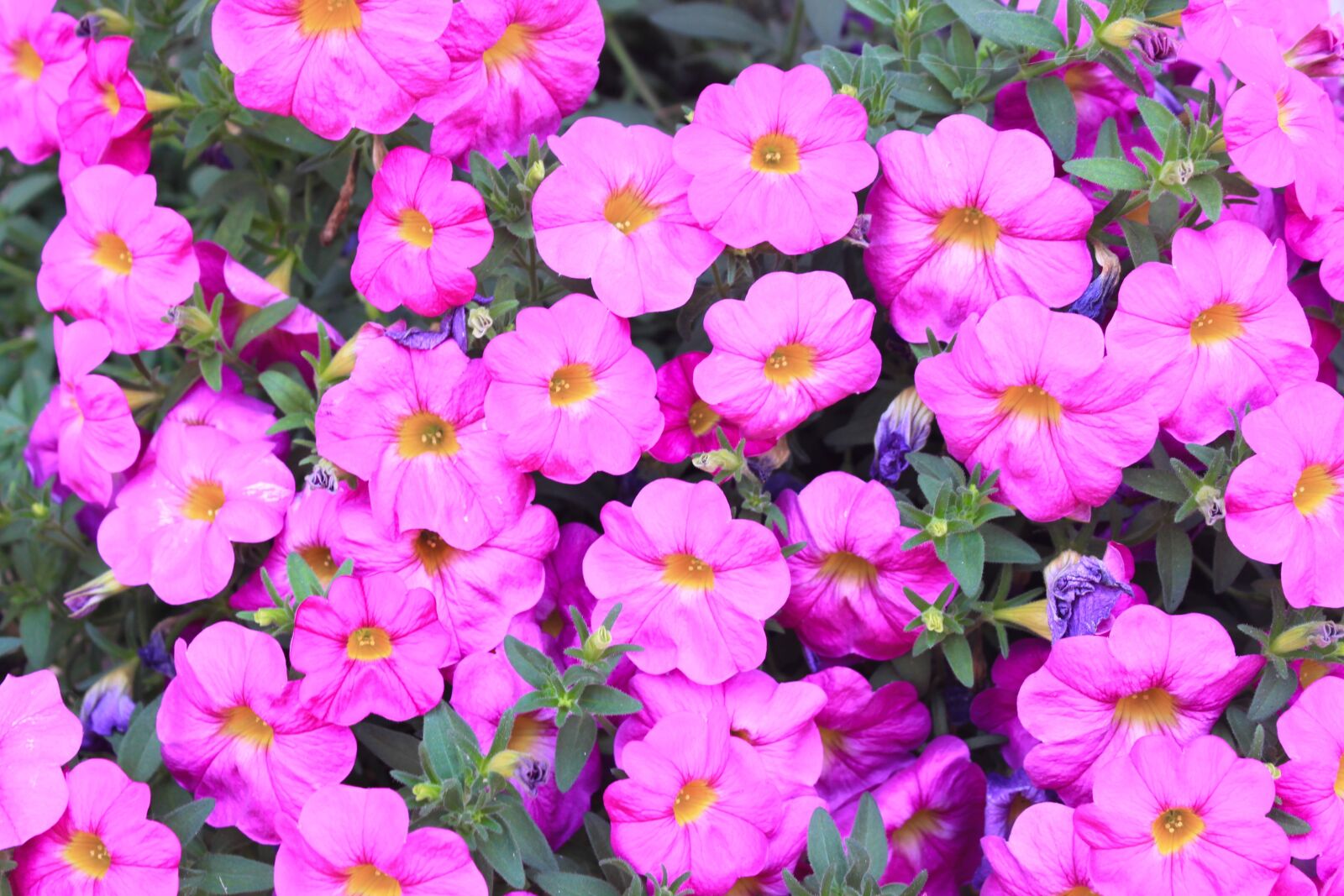 Canon EOS 500D (EOS Rebel T1i / EOS Kiss X3) sample photo. Bright, day, fun, lovely photography