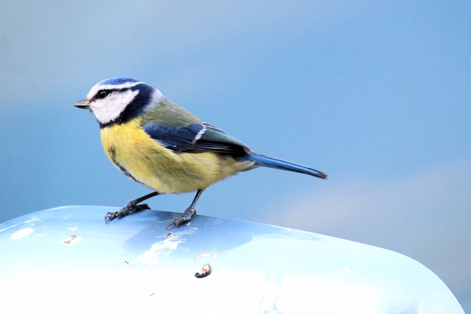 Canon EF-S 55-250mm F4-5.6 IS STM sample photo. Bird, blue tit, tit photography