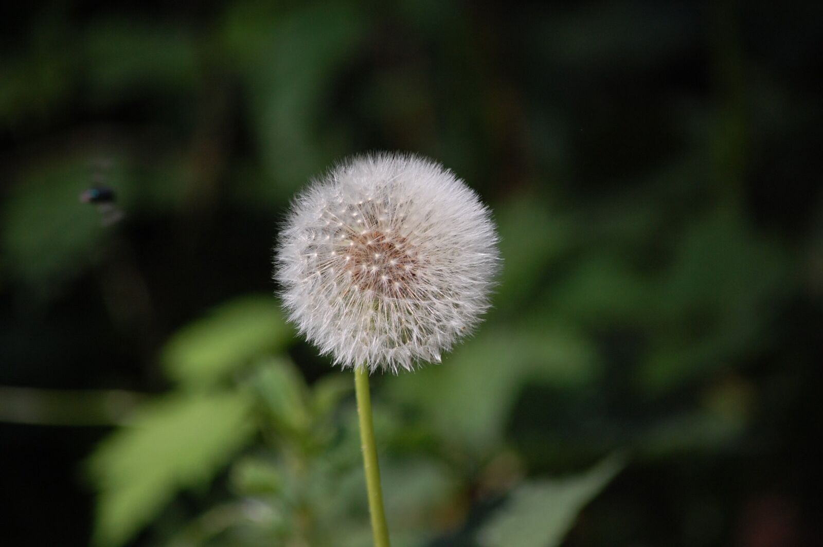 Nikon D40 sample photo. Dandelion, flower, nature photography