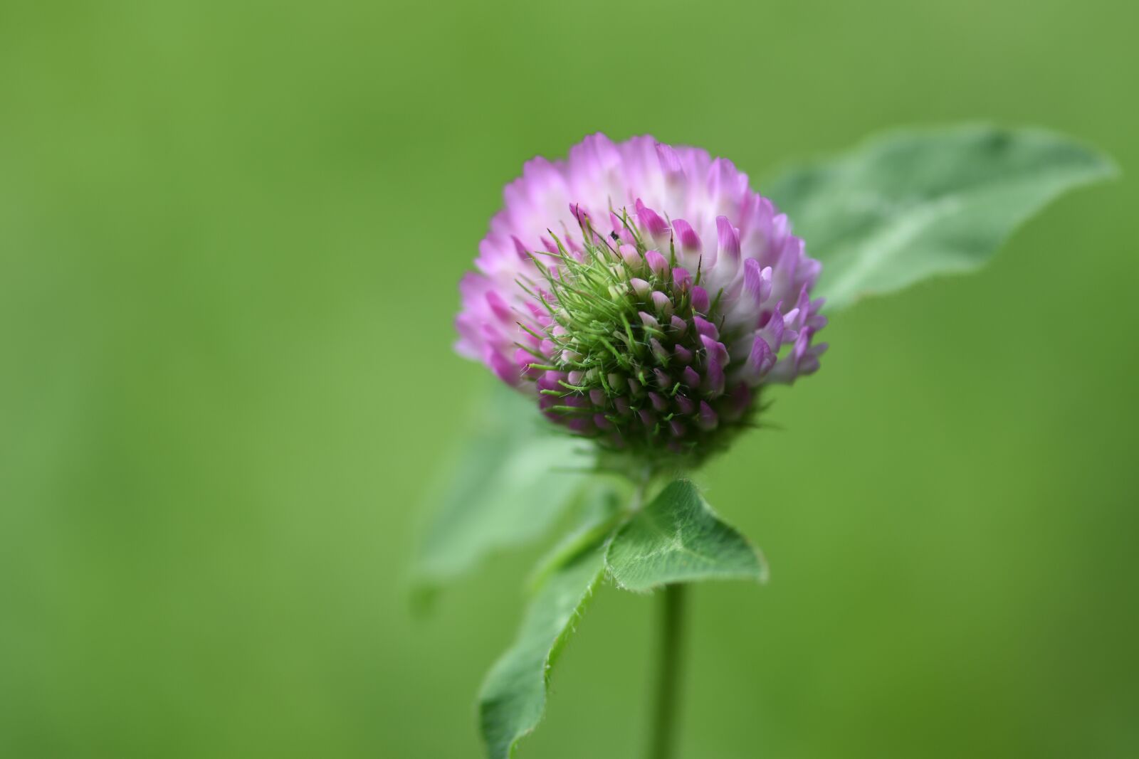 Nikon D3500 sample photo. Flower, wild, weed photography